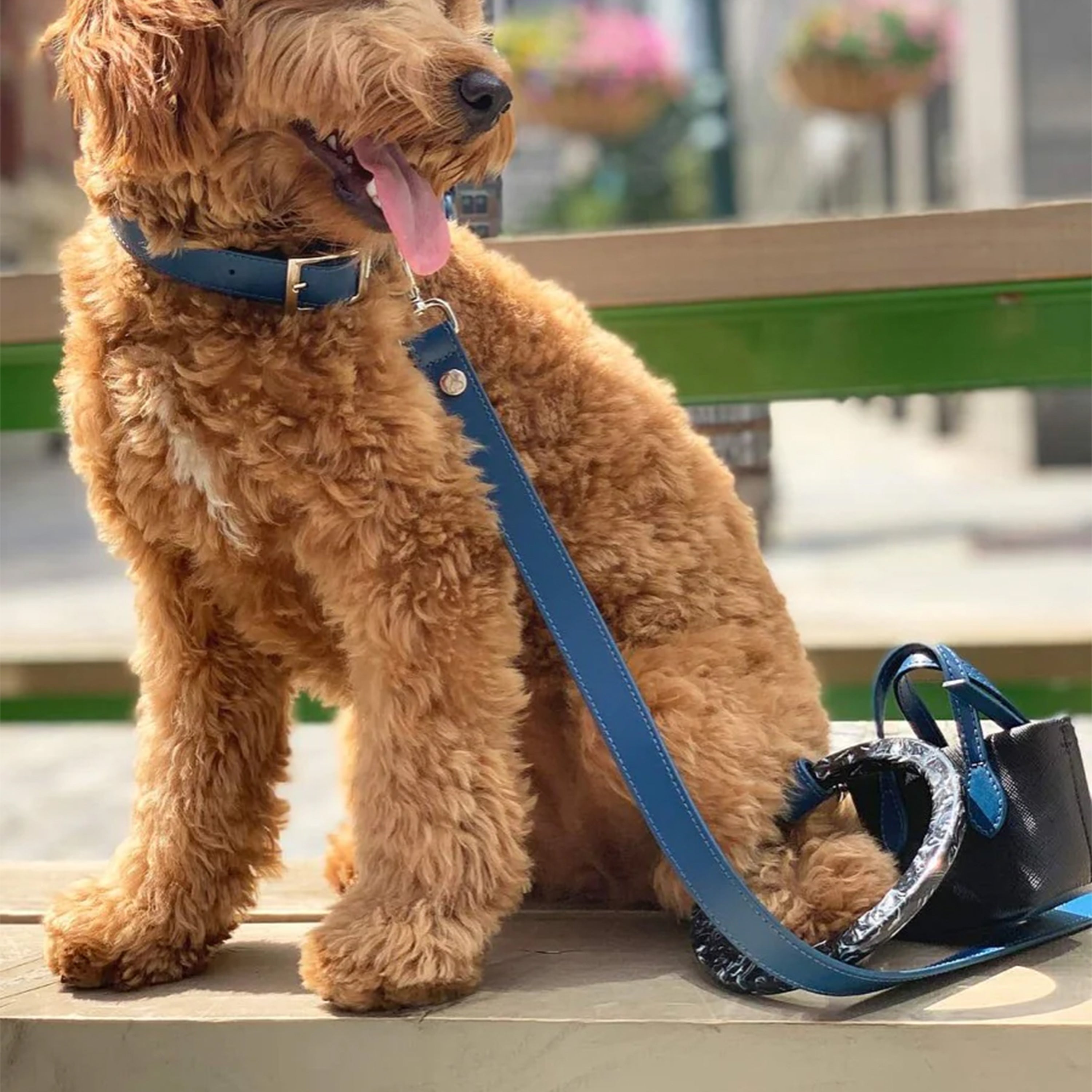 Idyllic Italian Leash