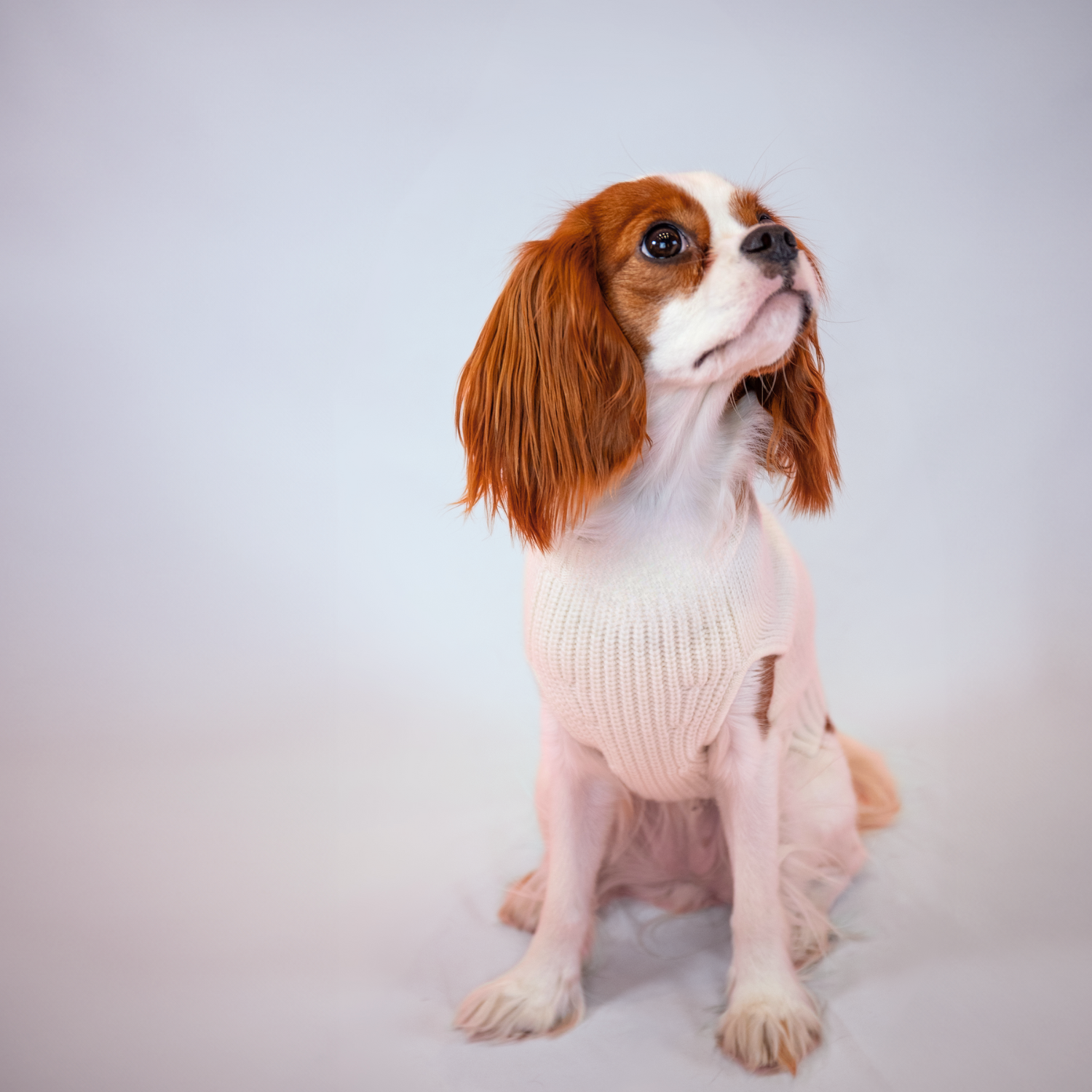 BOSS Logo Sweater