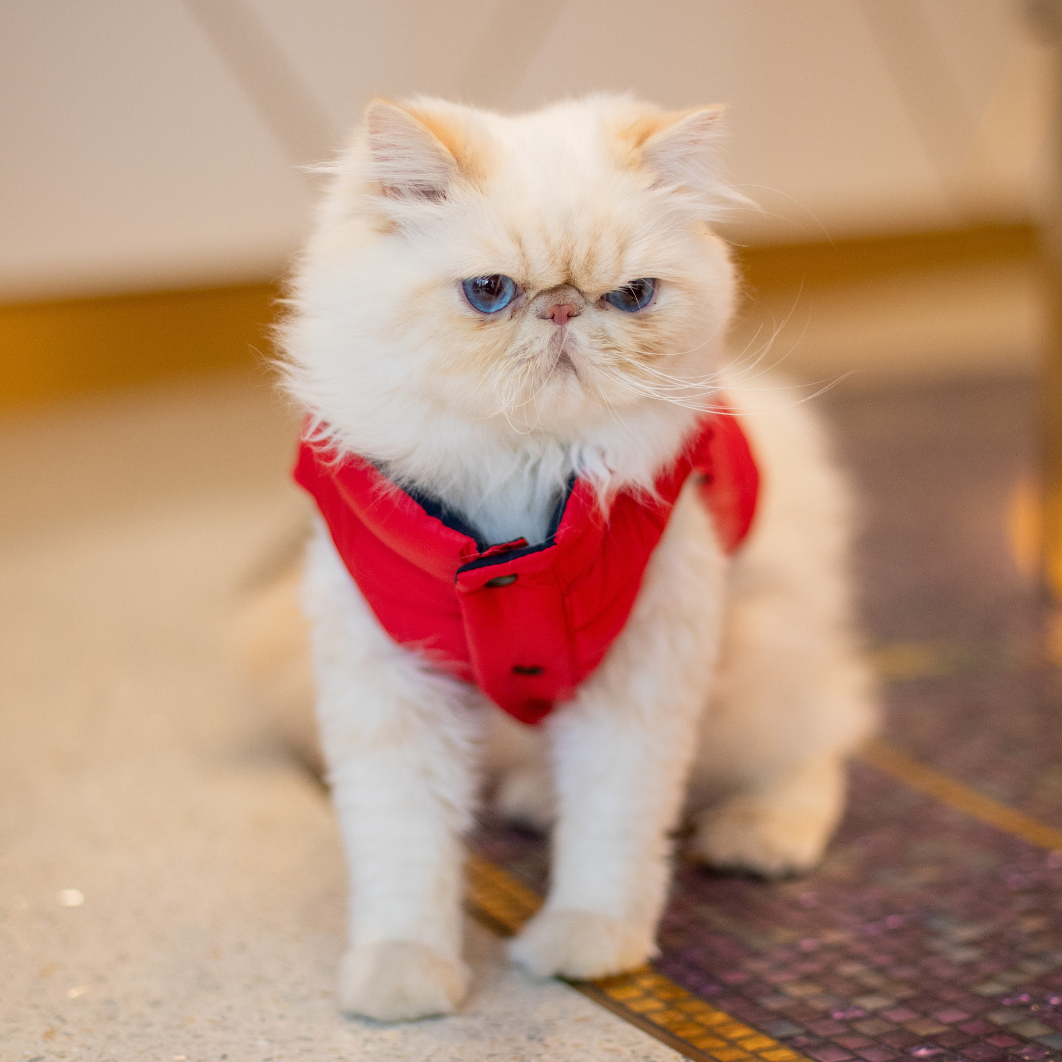 Ralph Lauren Puffer Jacket