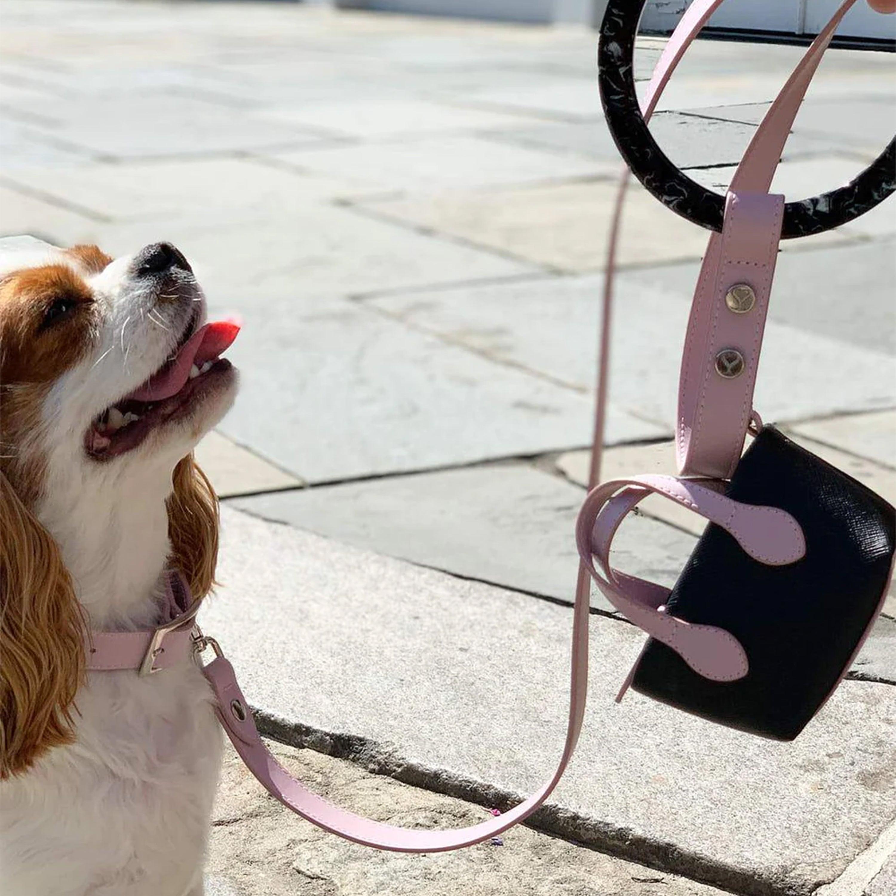 Idyllic Italian Leash