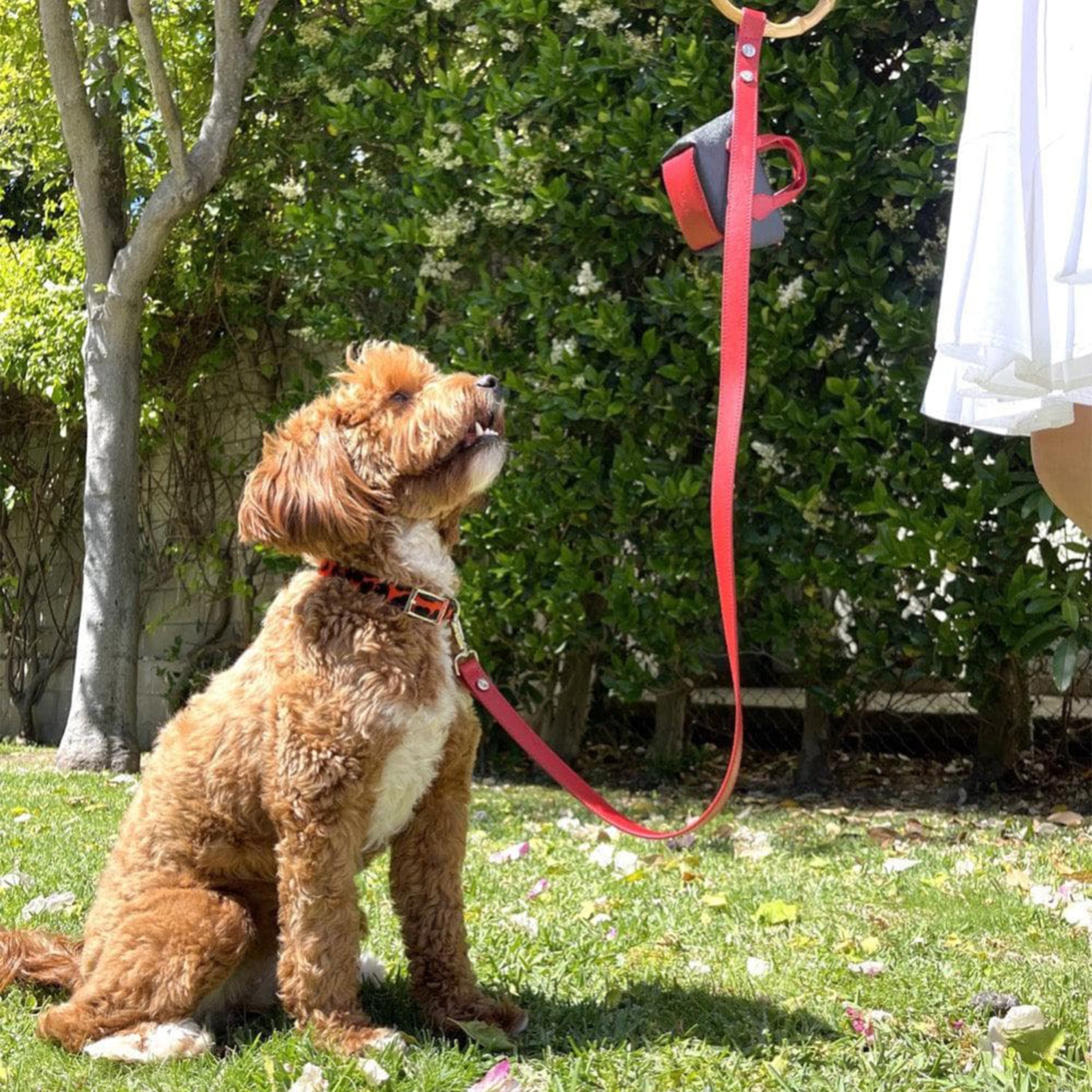 Idyllic Italian Leash