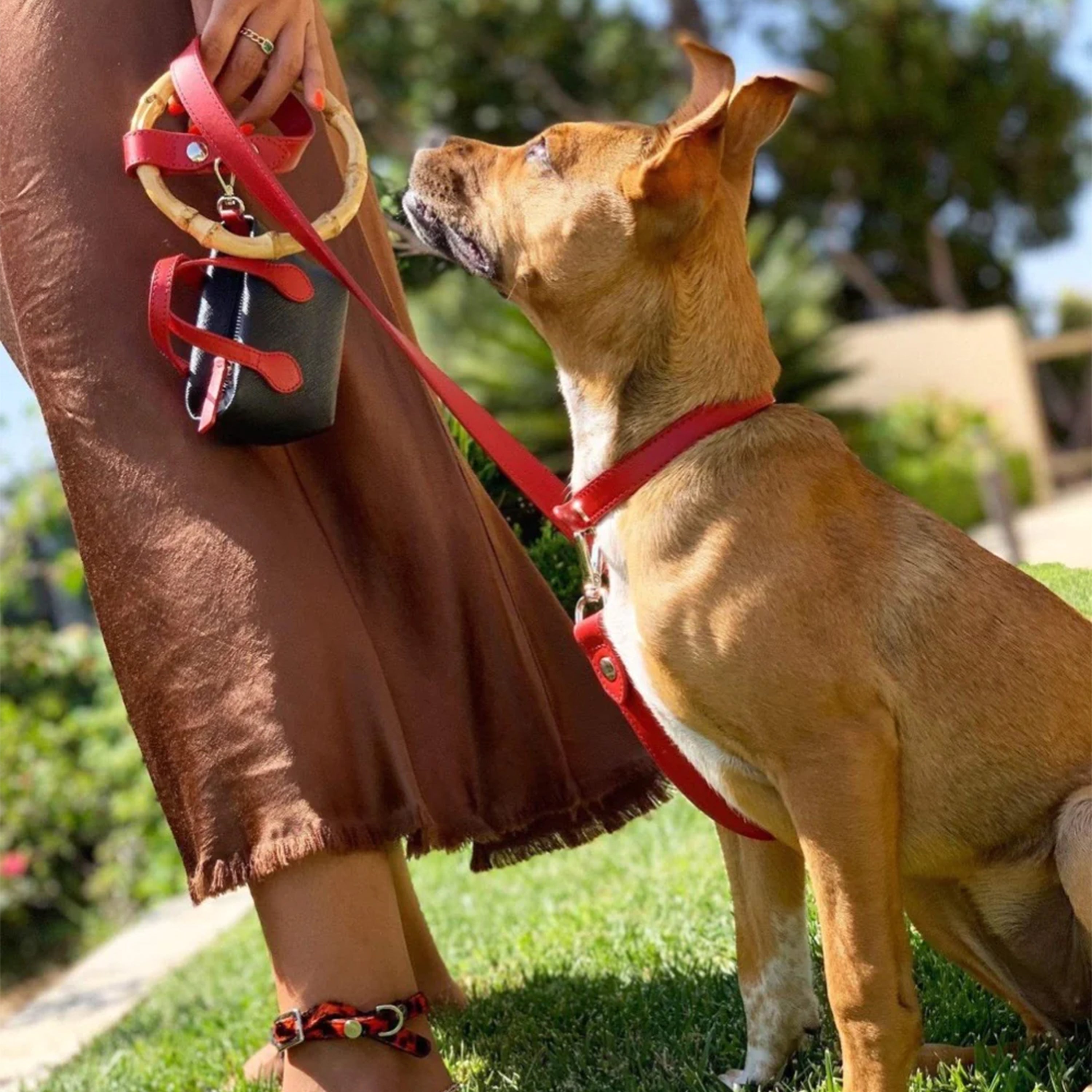 Idyllic Italian Leash