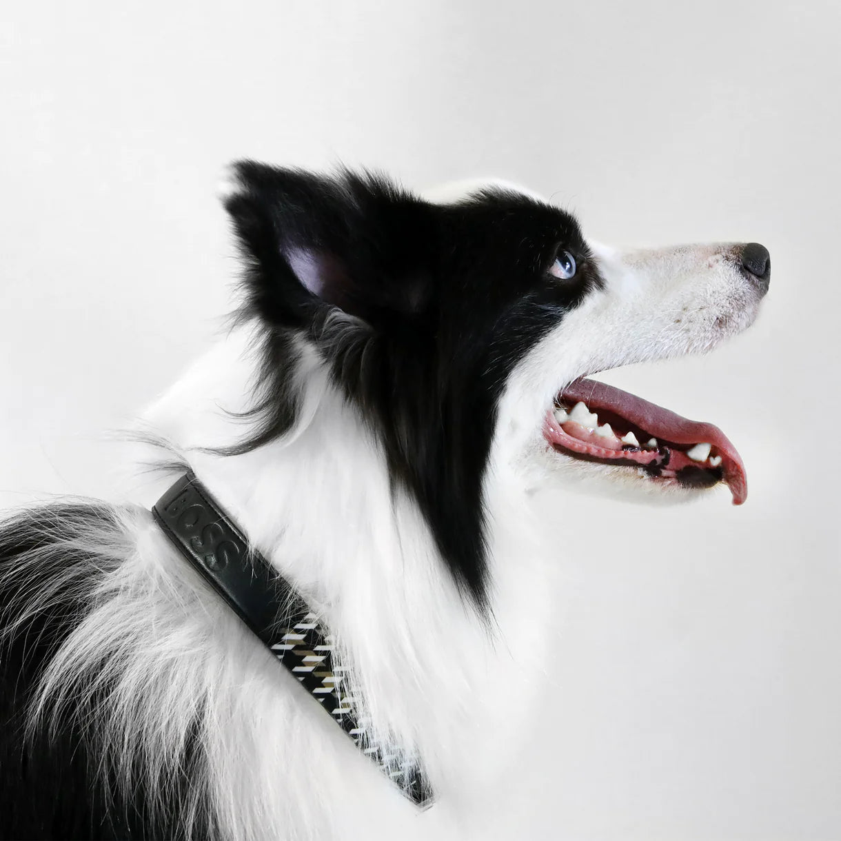 The BOSS Collar