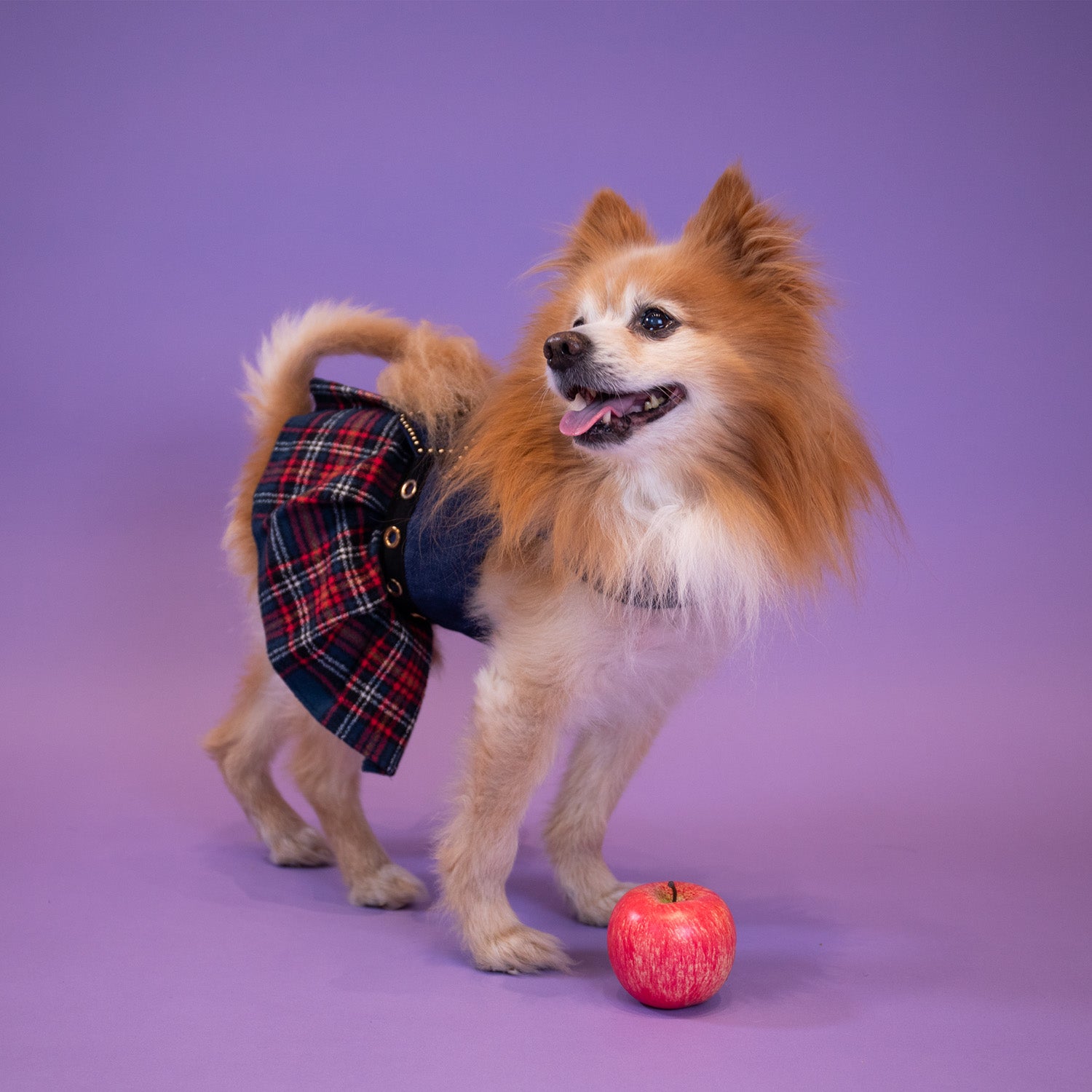 School of Pup Dress