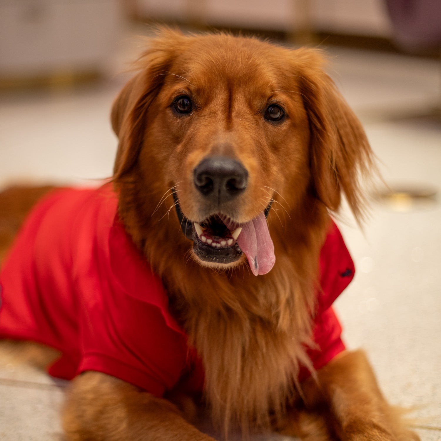 Ralph Lauren Classic Polo