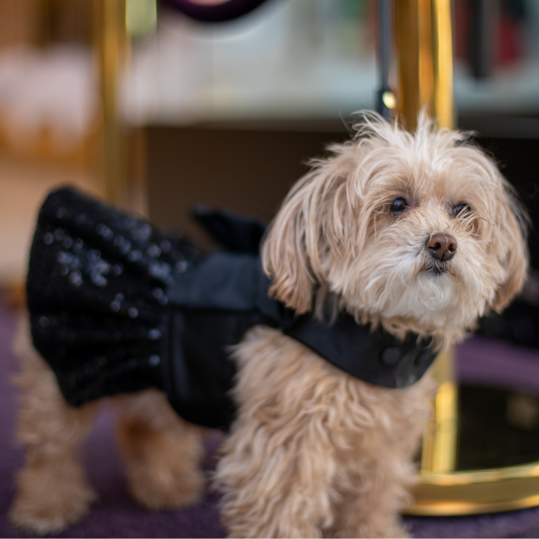 D'EGOT Gown