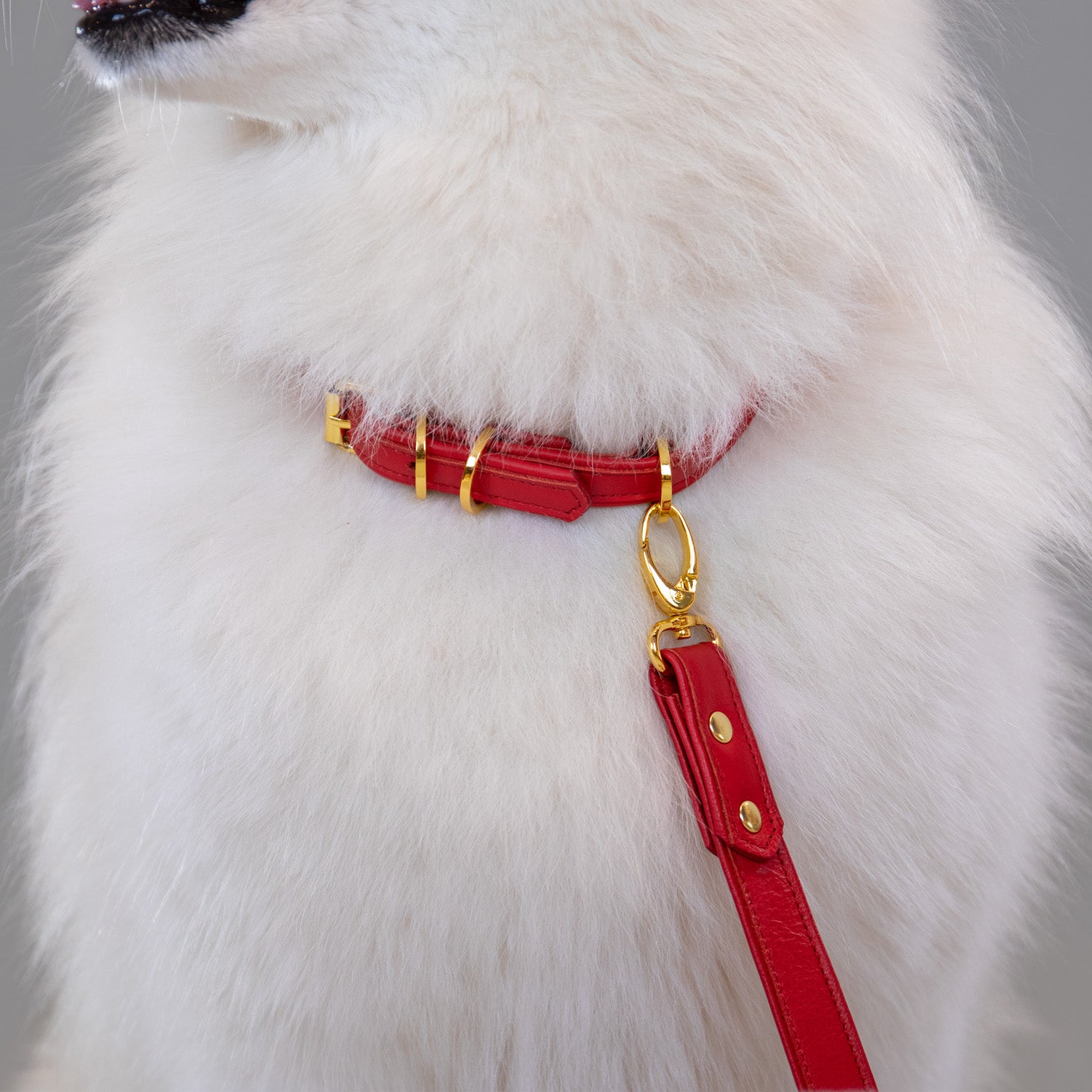 The Original Collar