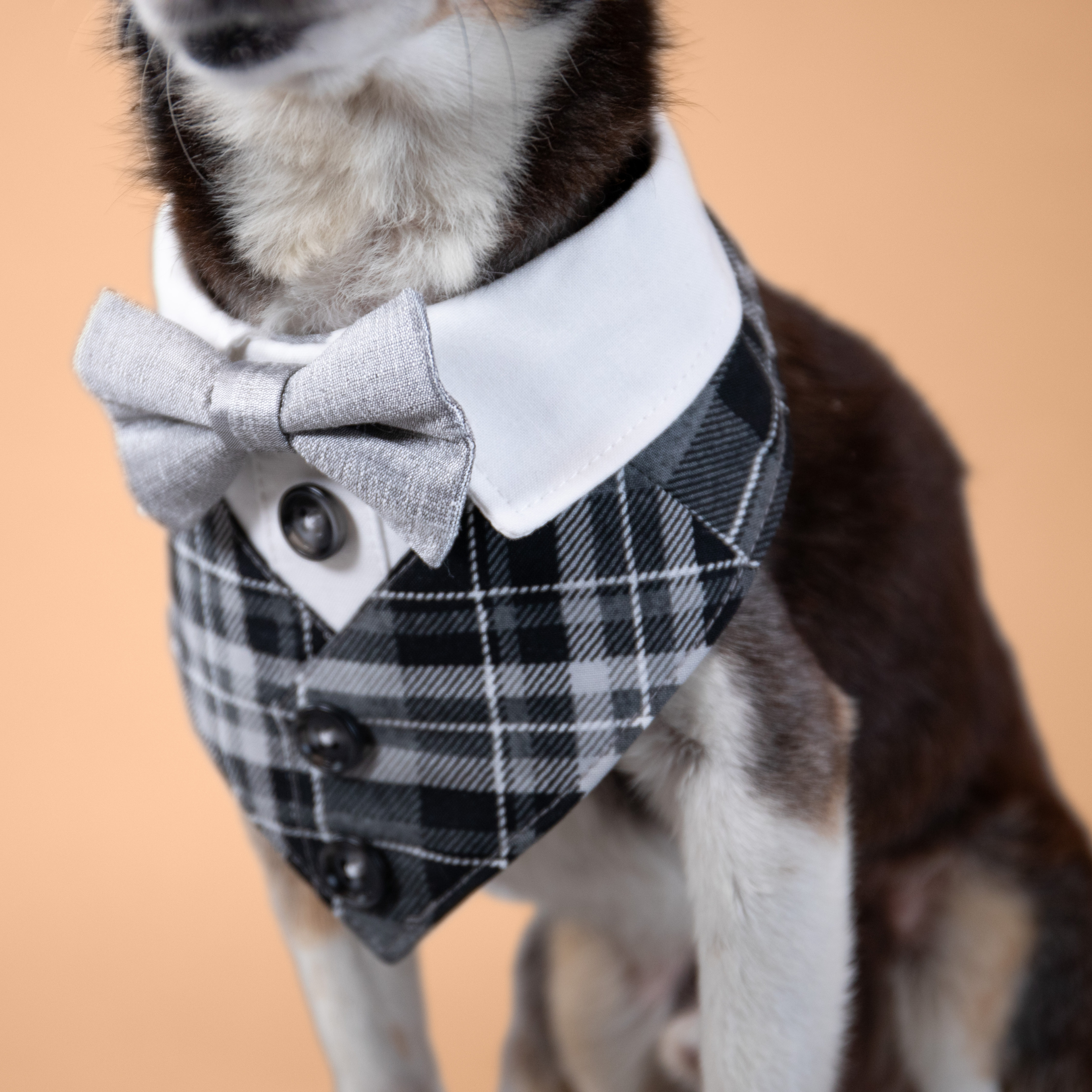 Silver Fox Tux Bandana