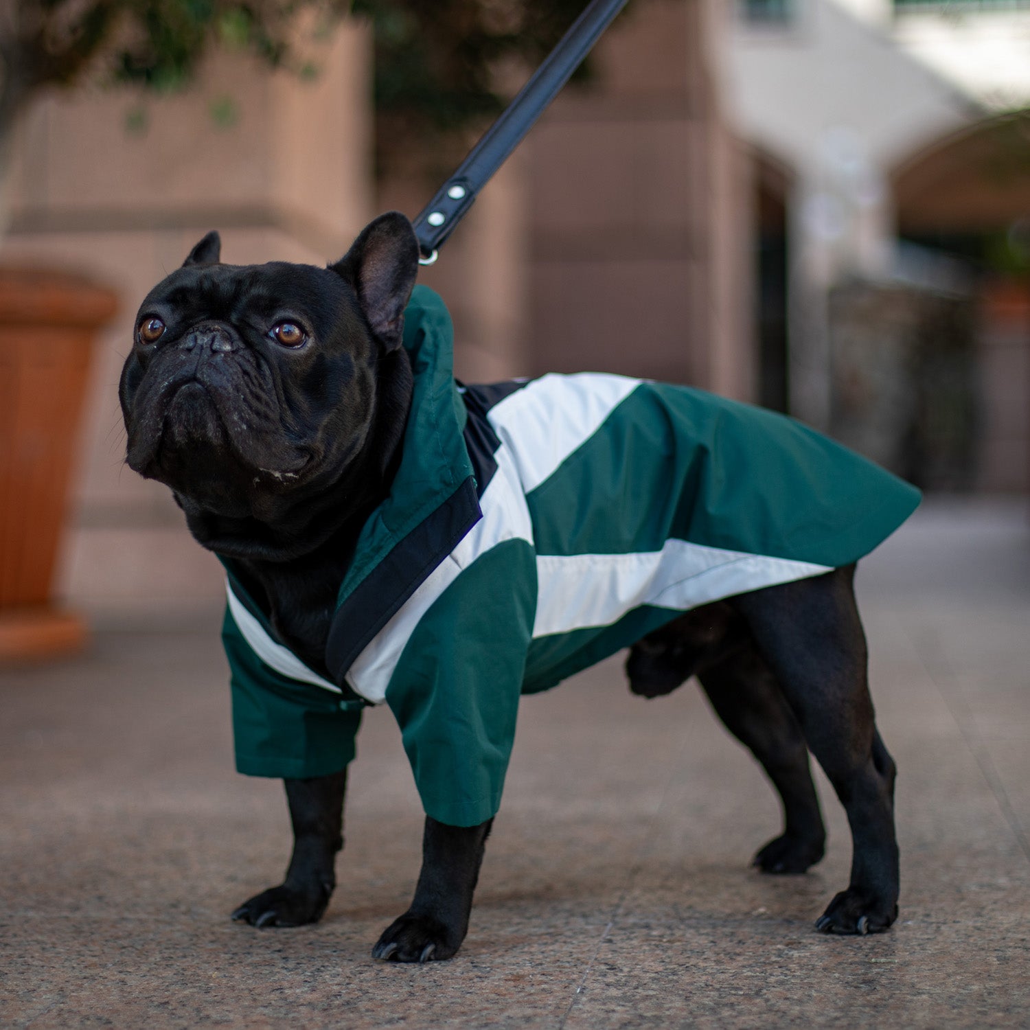 Domino Windbreaker