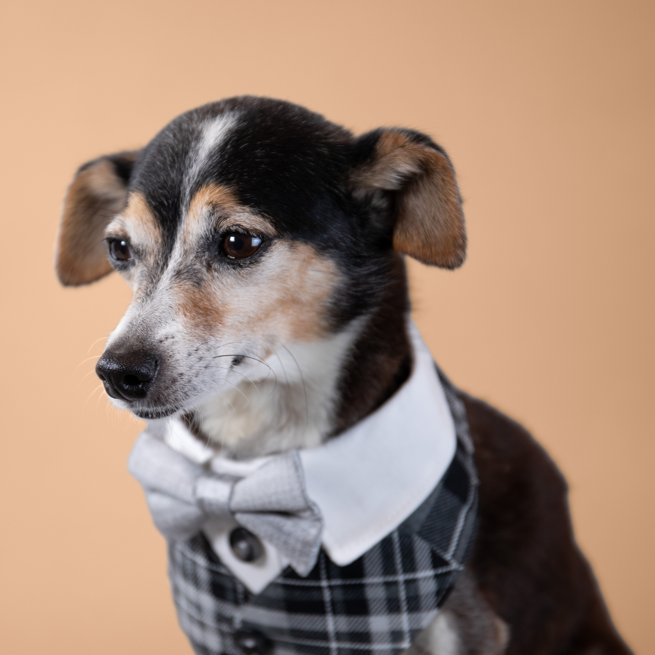 Silver Fox Tux Bandana