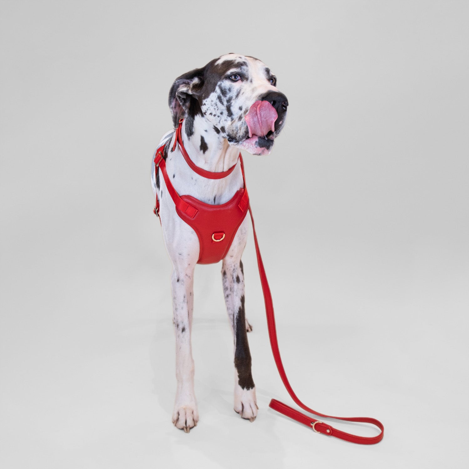 The Original Leash