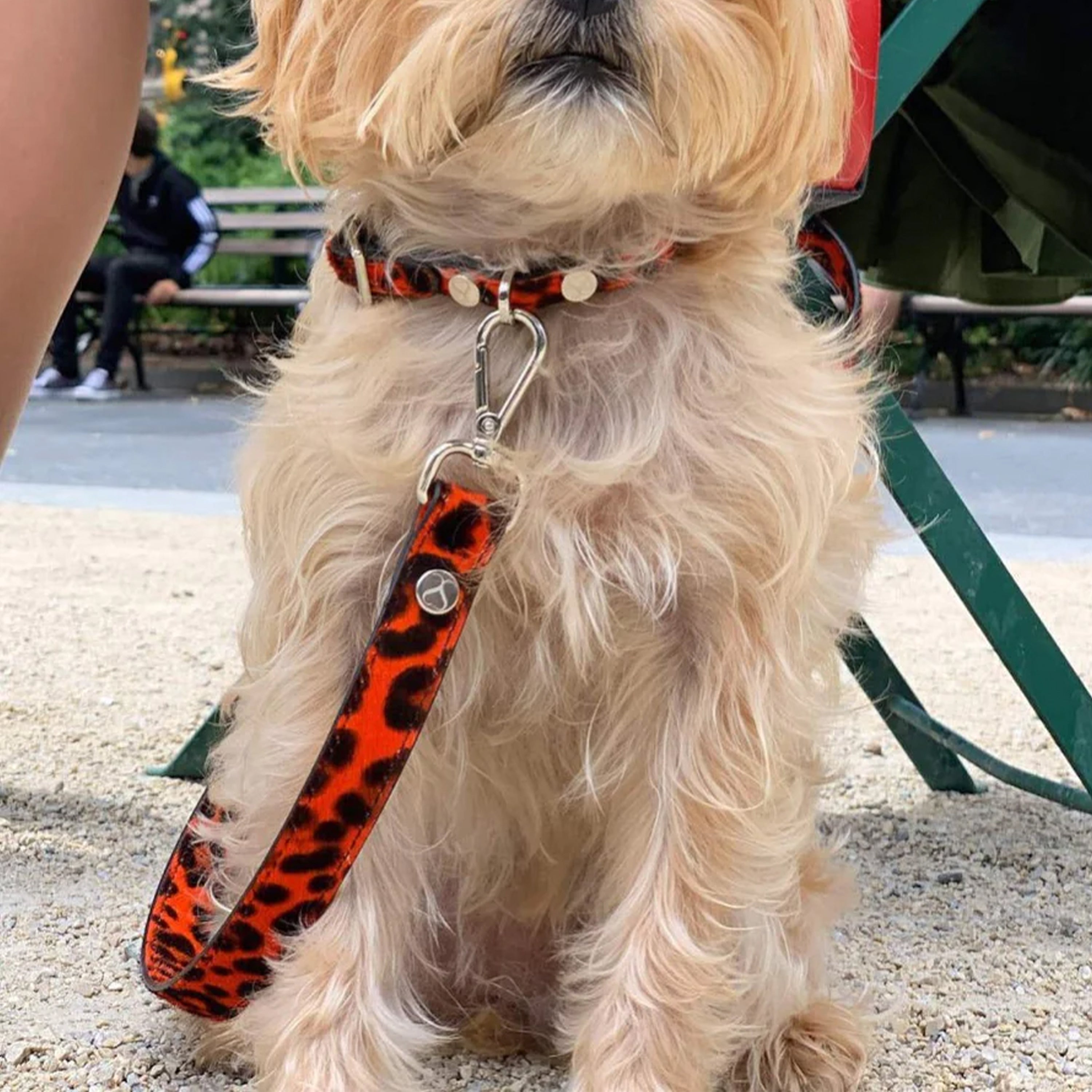 Leopardo Italian Collar