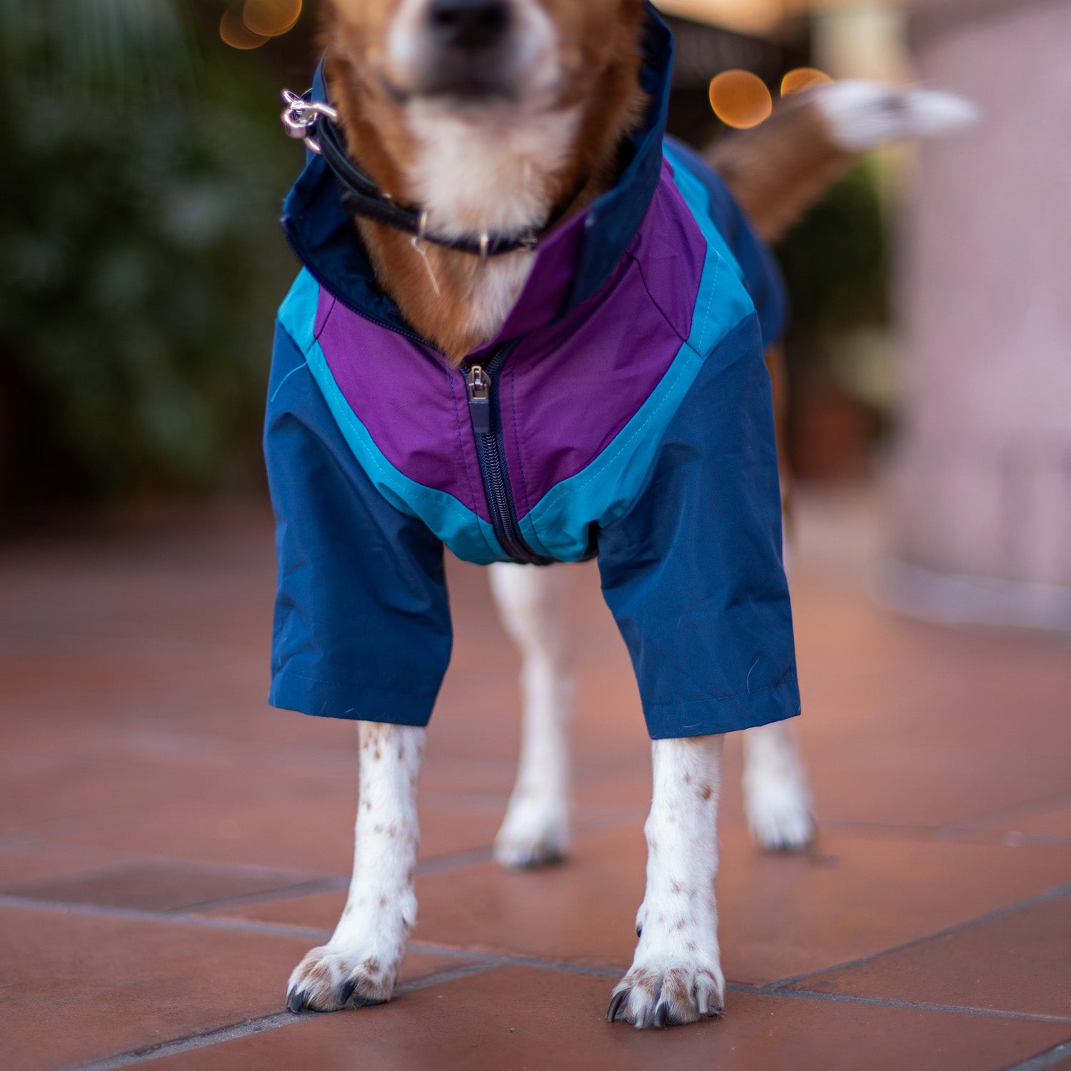 Domino Windbreaker