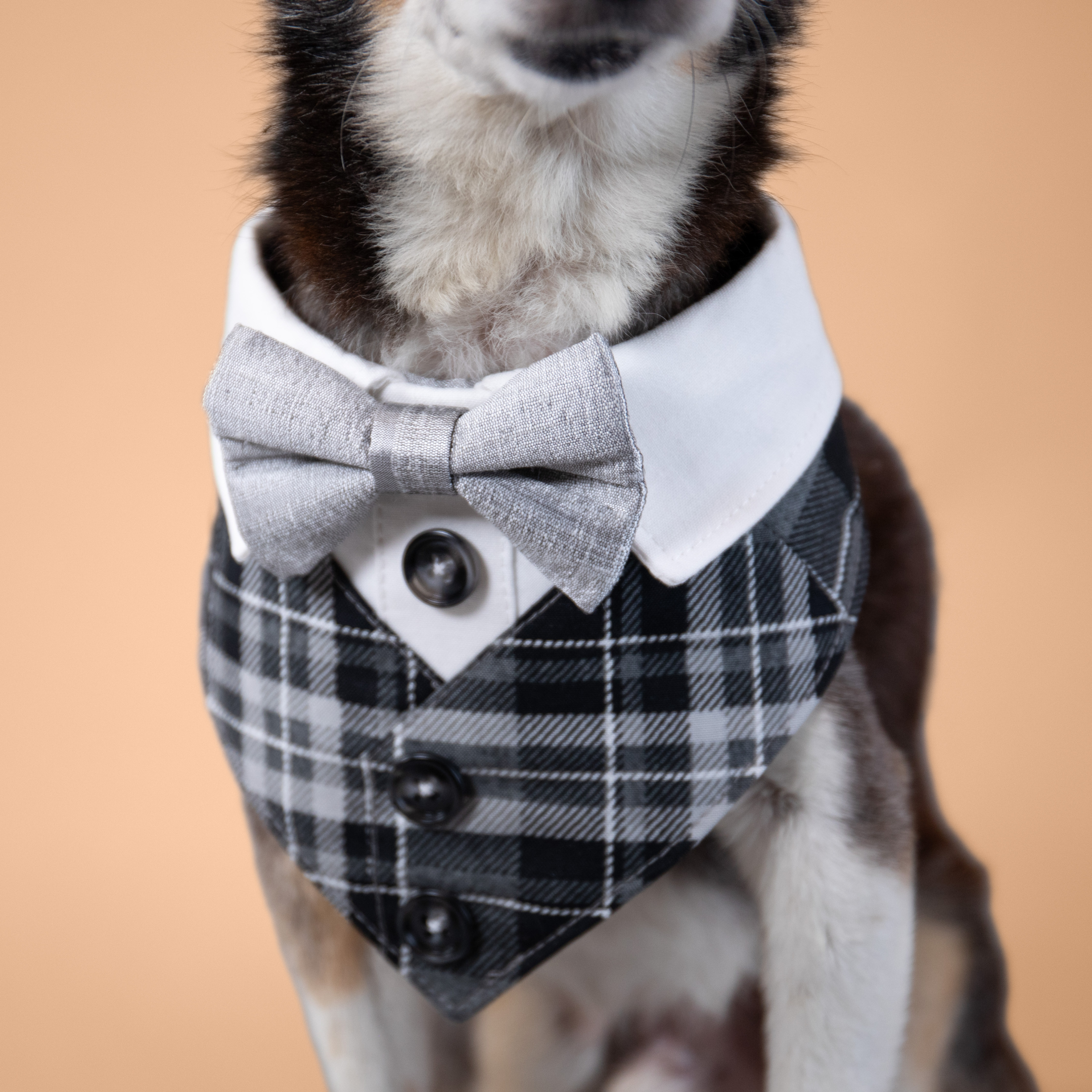 Silver Fox Tux Bandana