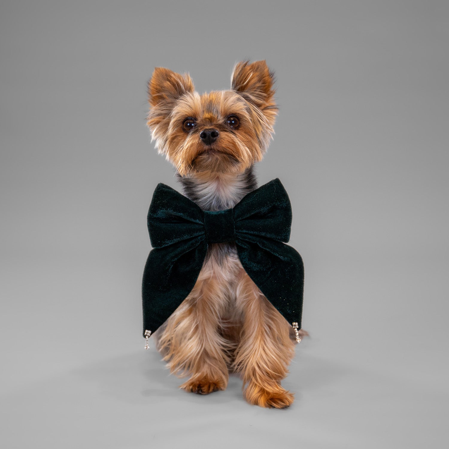 Glistening Velvet Bow