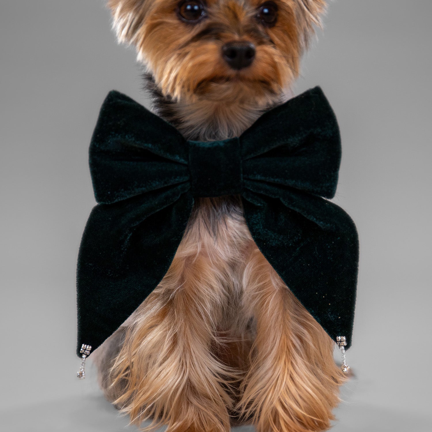 Glistening Velvet Bow