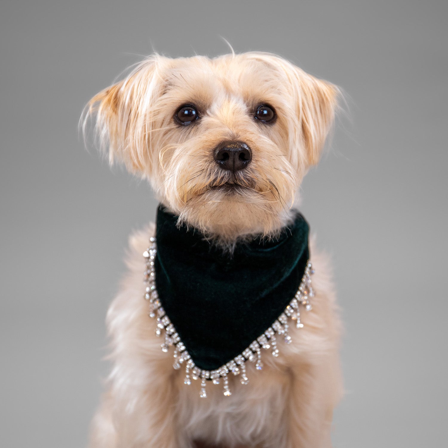 Glistening Velvet Bandanas
