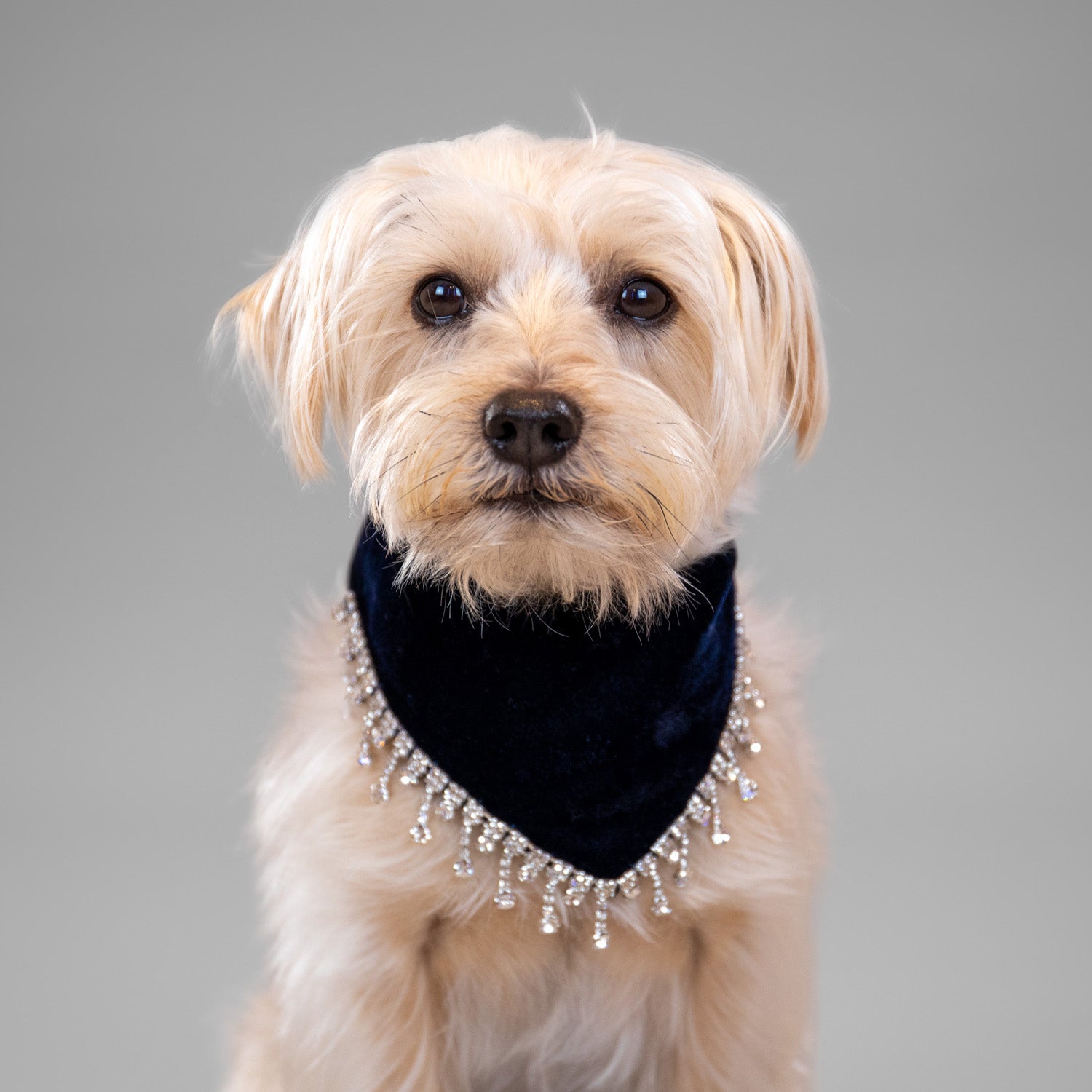 Glistening Velvet Bandanas