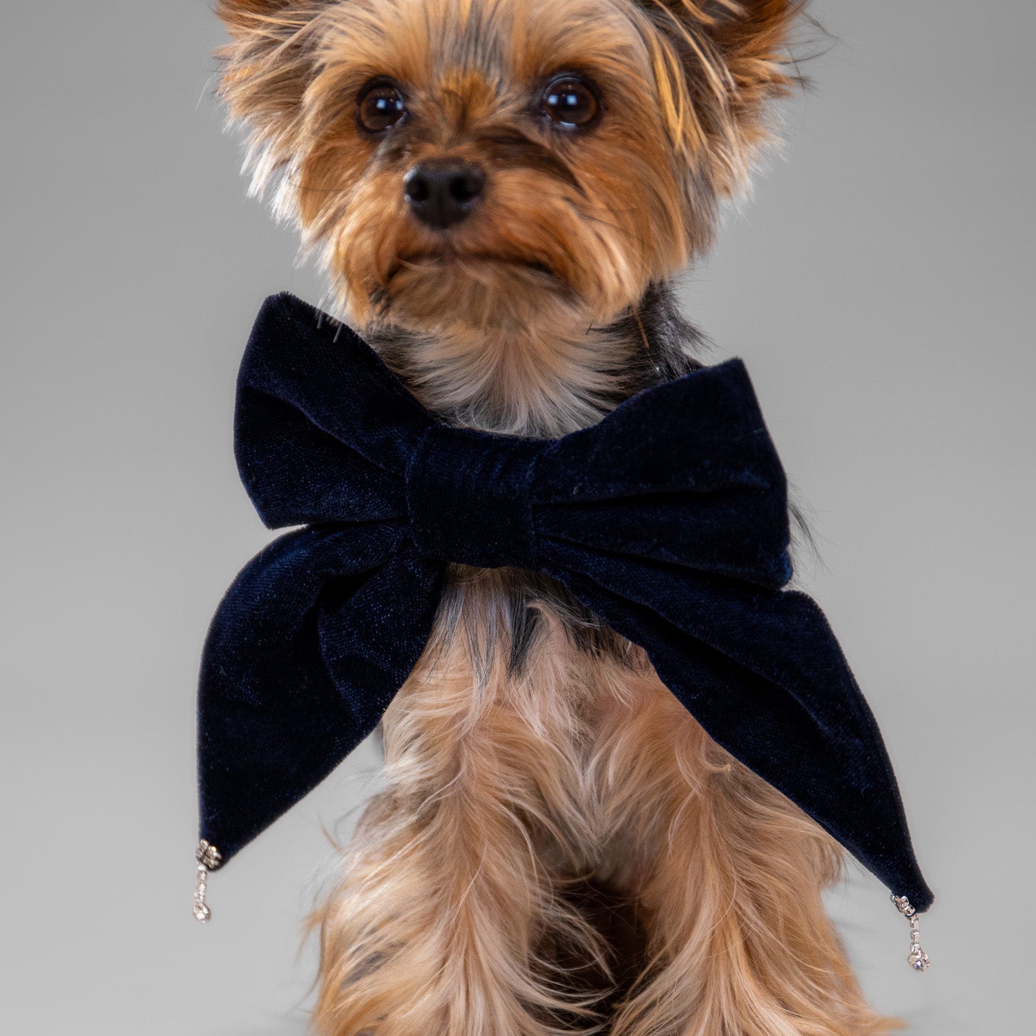 Glistening Velvet Bow