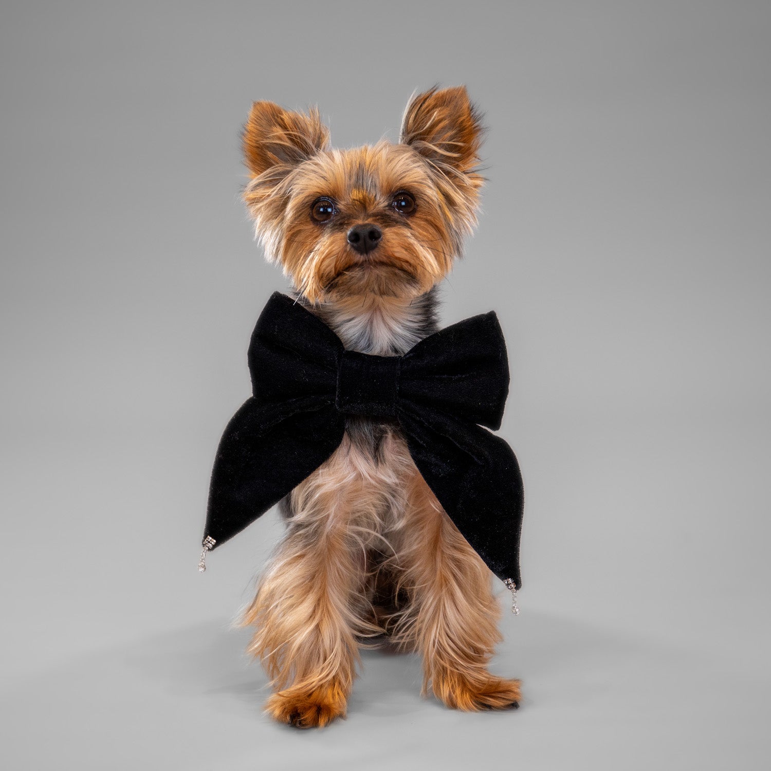 Glistening Velvet Bow