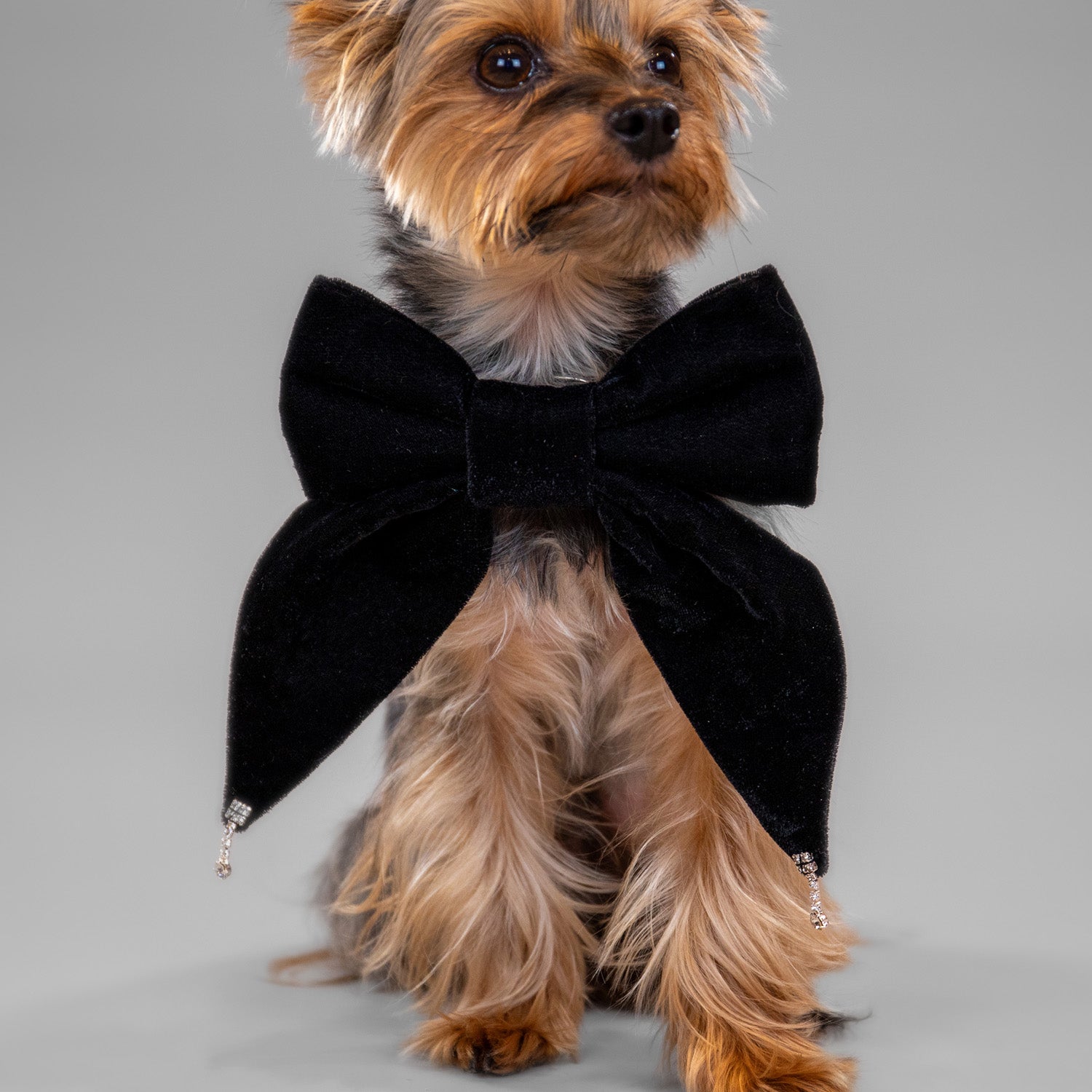 Glistening Velvet Bow