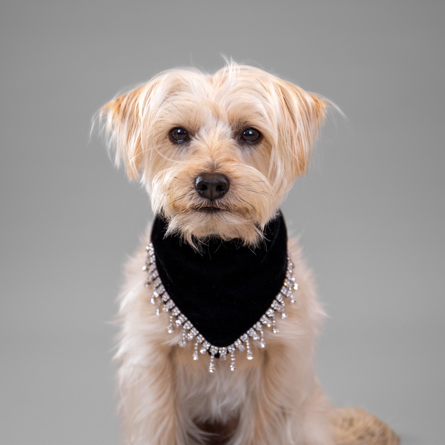 Glistening Velvet Bandanas