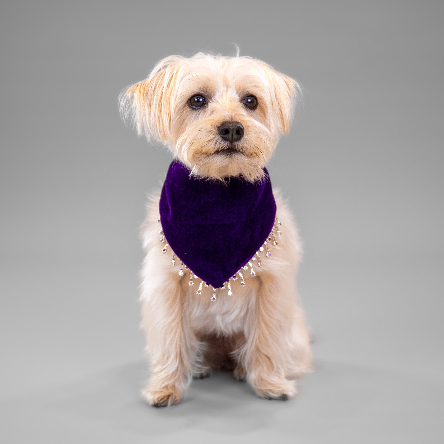 Glistening Velvet Bandanas