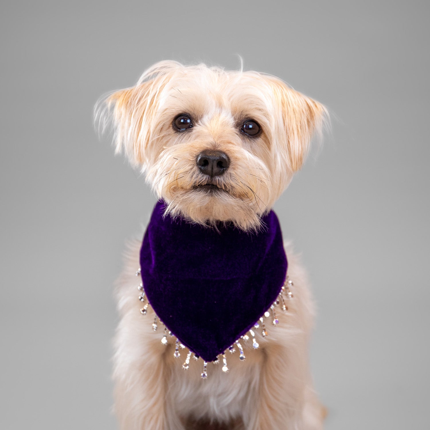 Glistening Velvet Bandanas