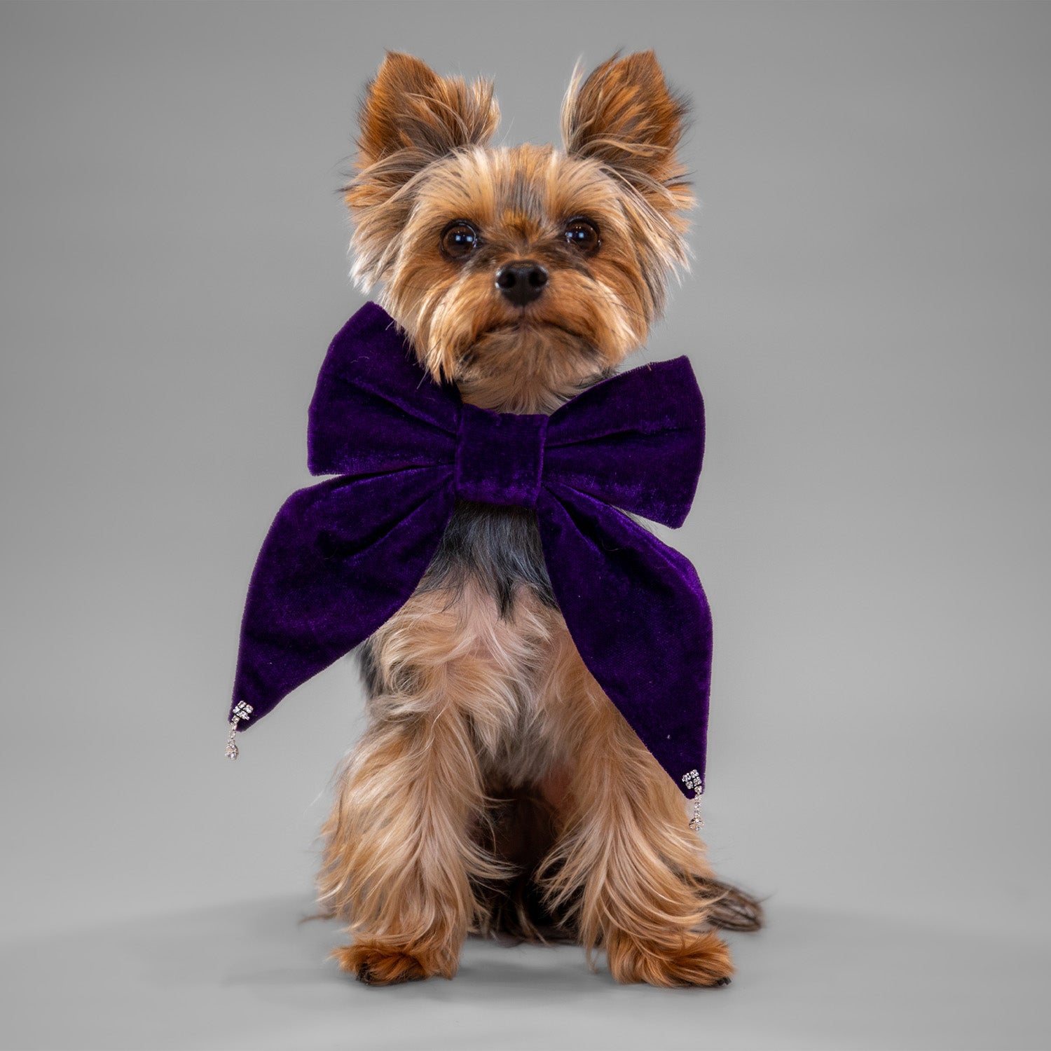 Glistening Velvet Bow