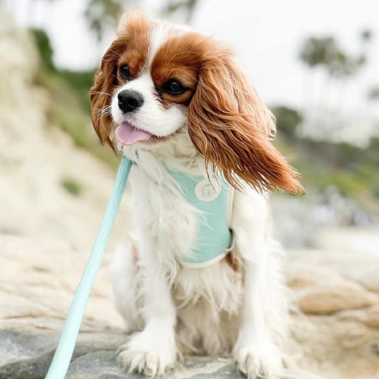 Doggie Republic Classic Harness