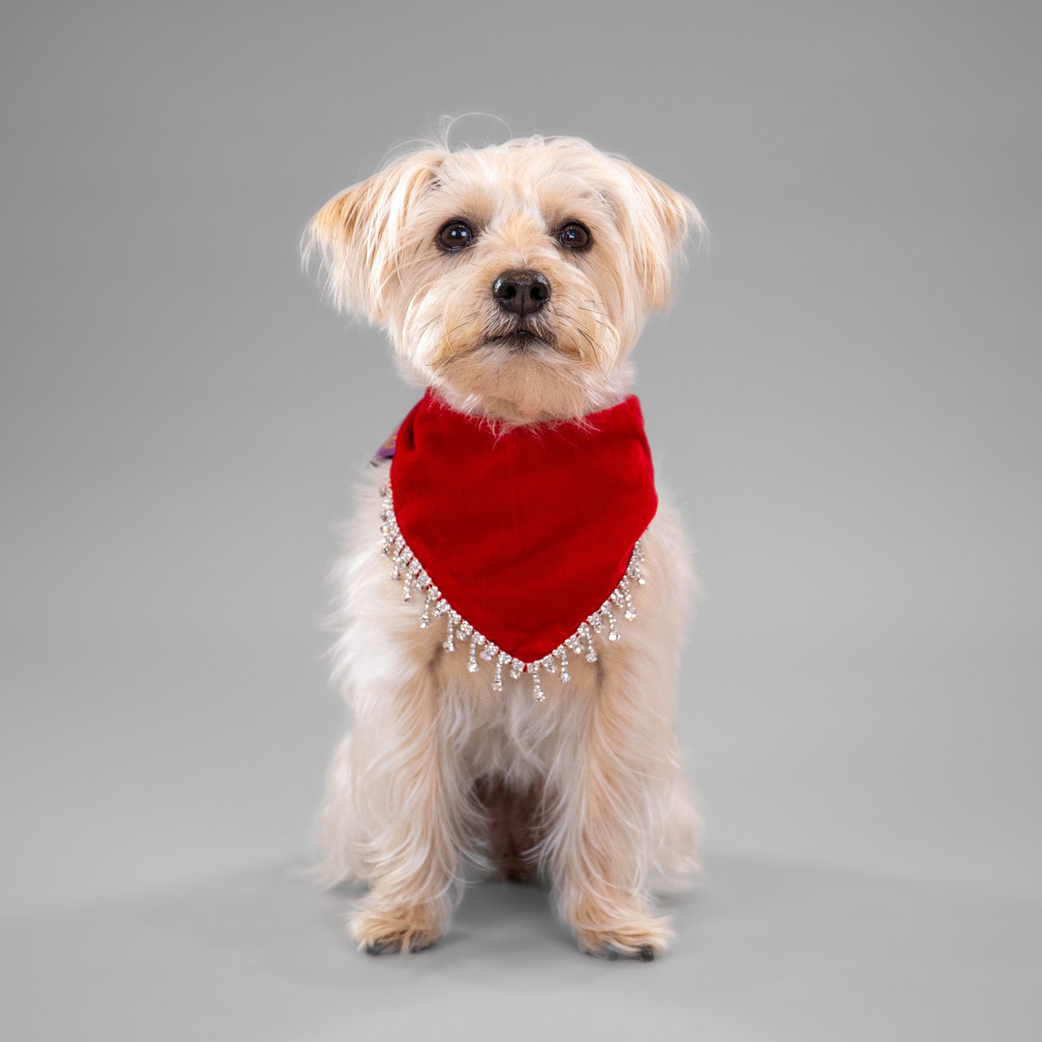 Glistening Velvet Bandanas