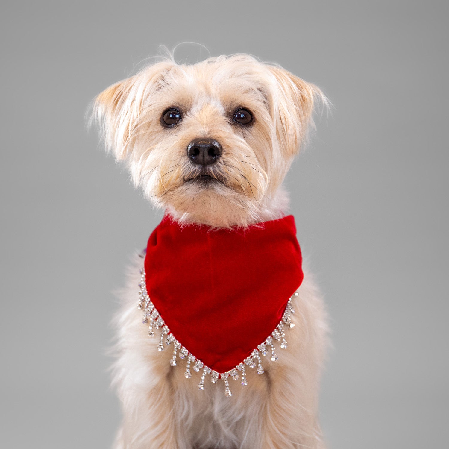 Glistening Velvet Bandanas