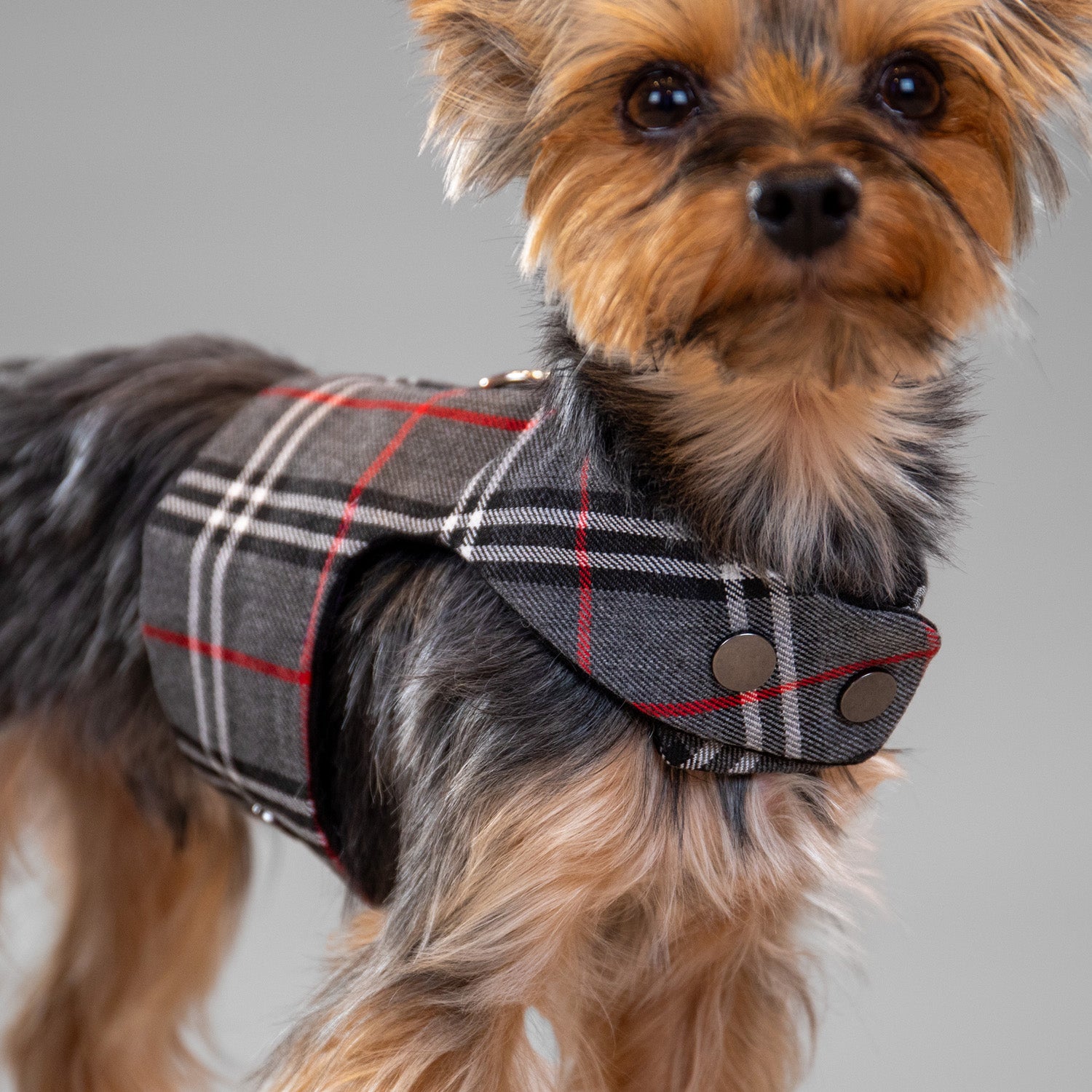 The Rockefeller Harness