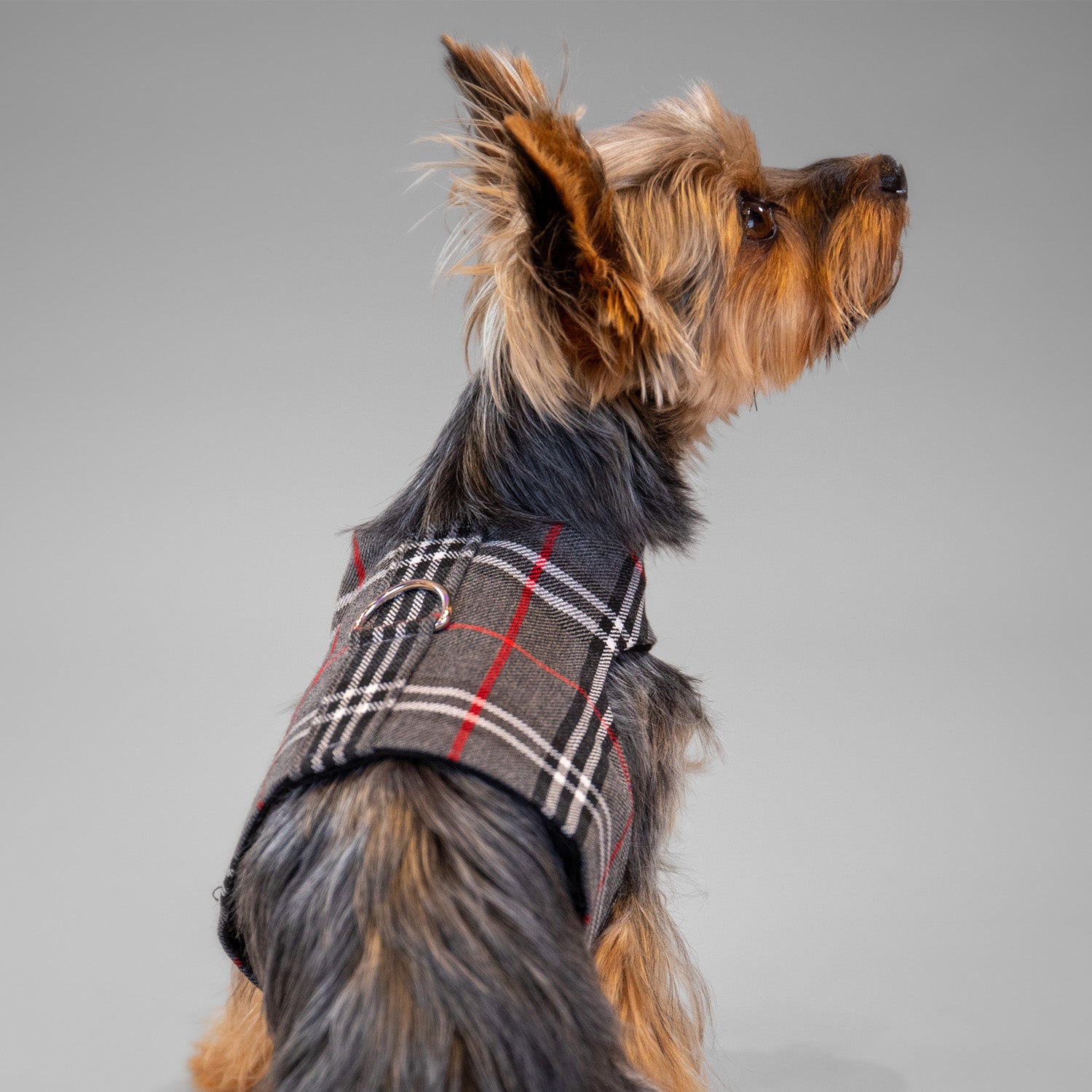 The Rockefeller Harness