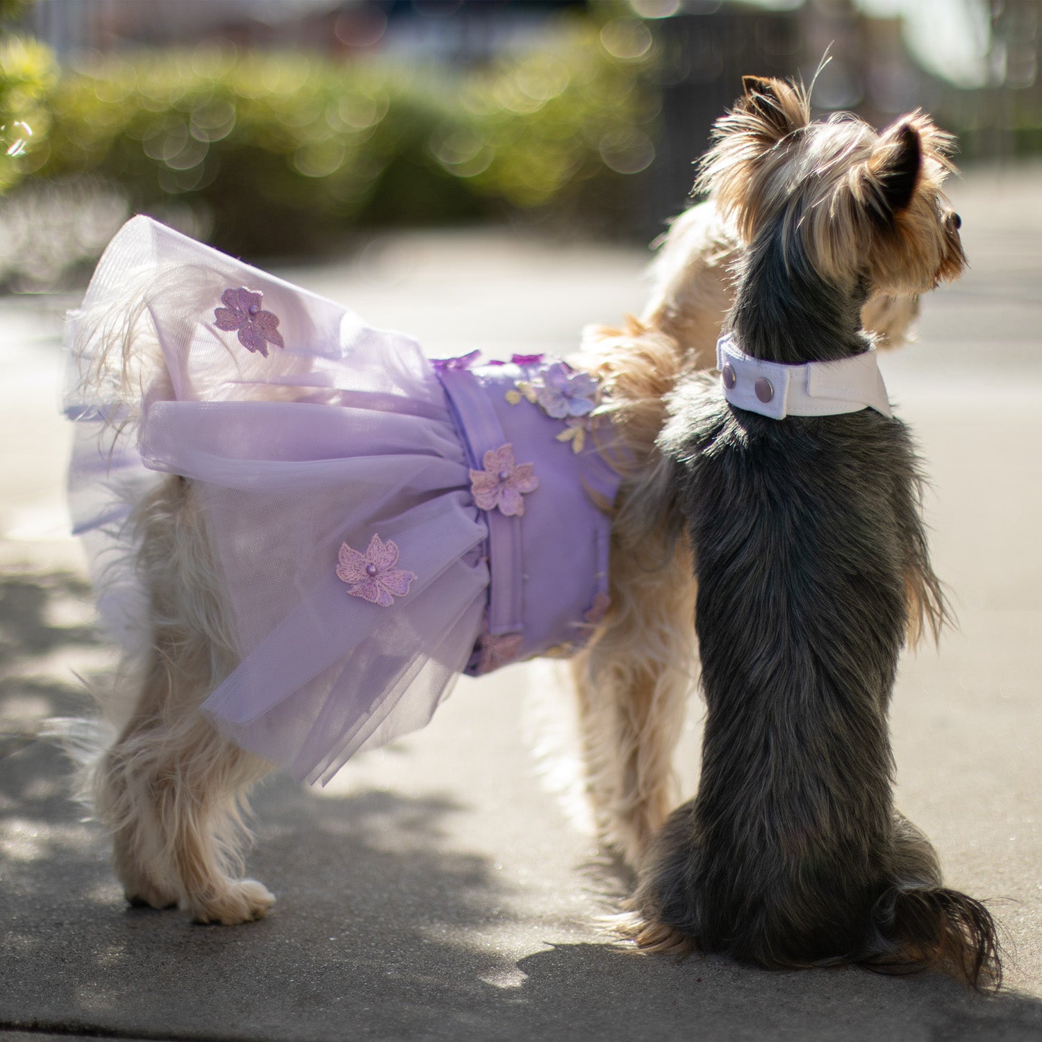 Enchanted Garden Dress