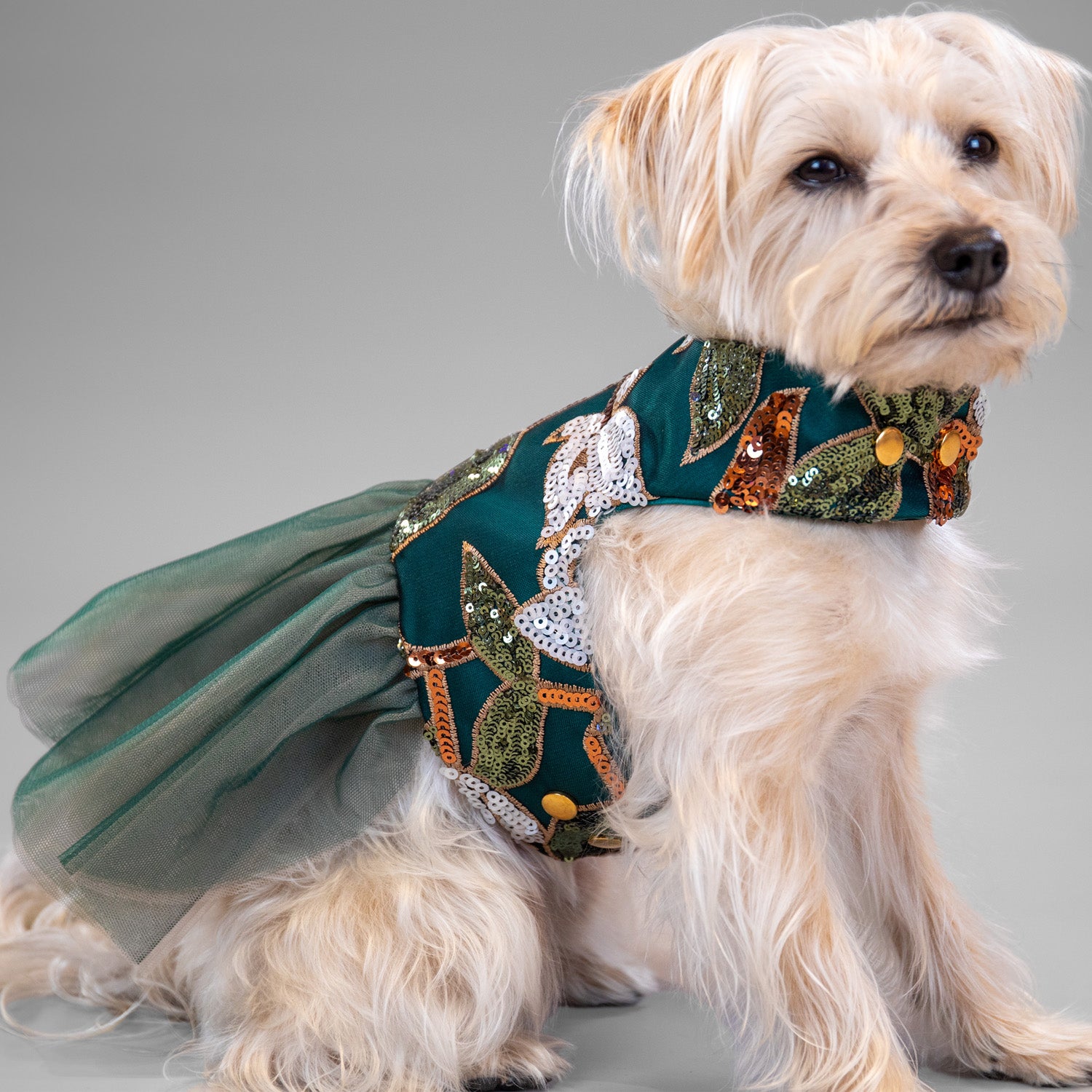 Pixie Poinsettia Dress