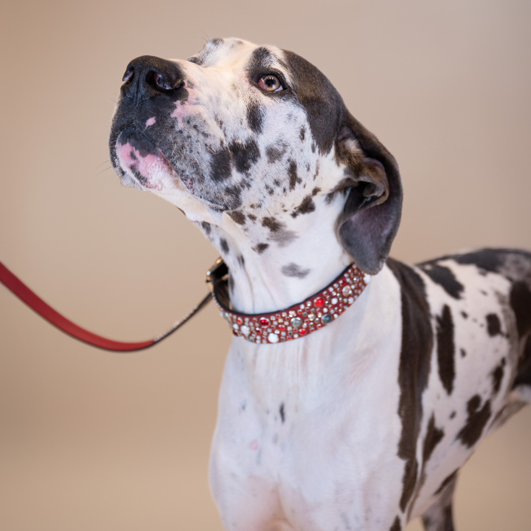 Wonders of the World Collars