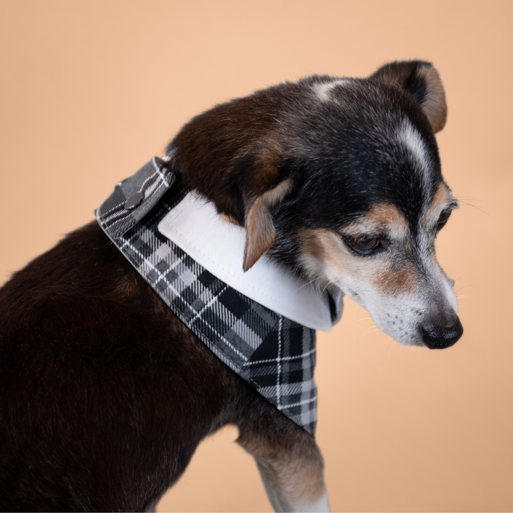 Silver Fox Tux Bandana