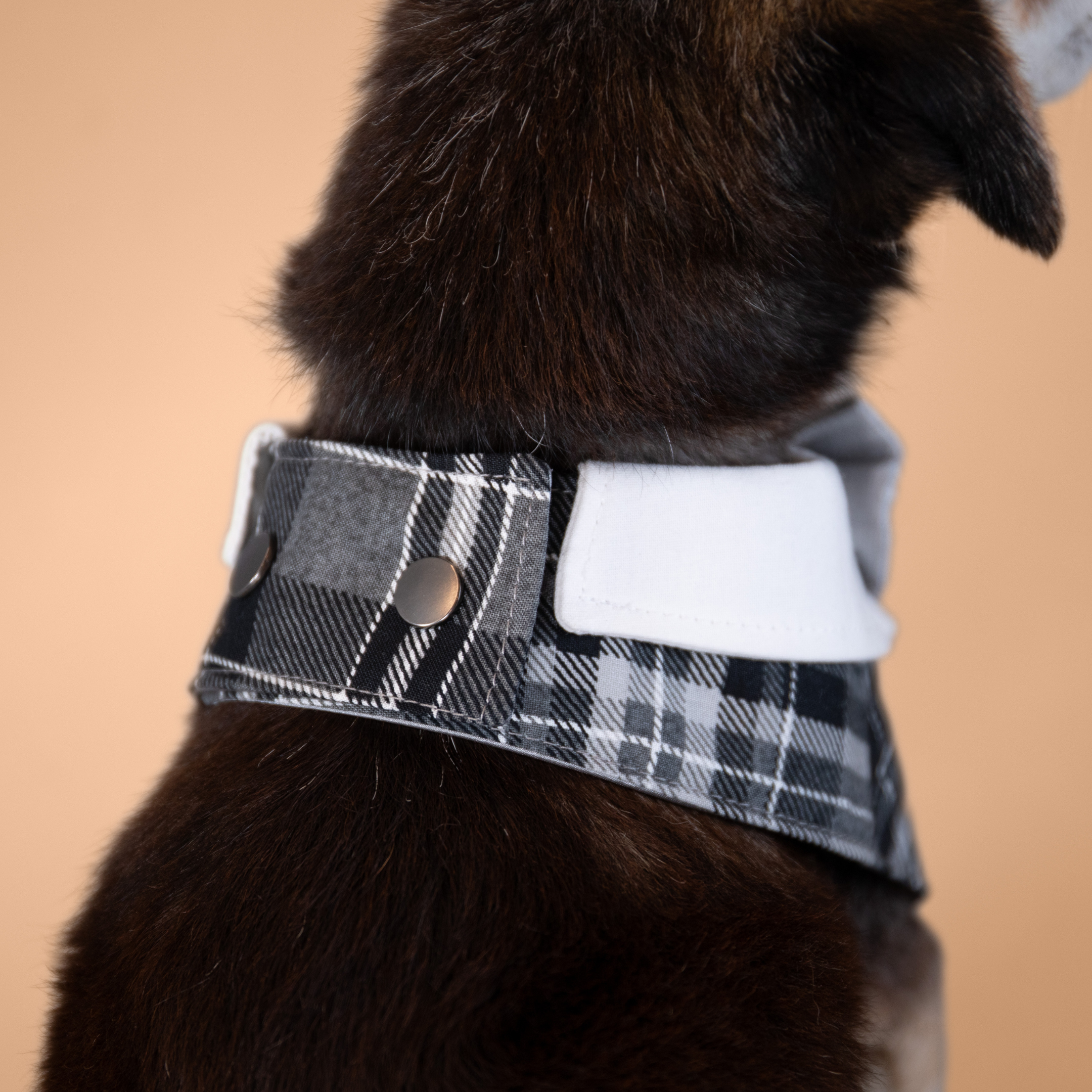 Silver Fox Tux Bandana