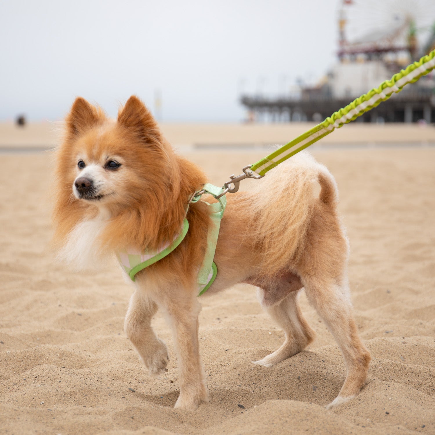 Florence Crossbody Leash