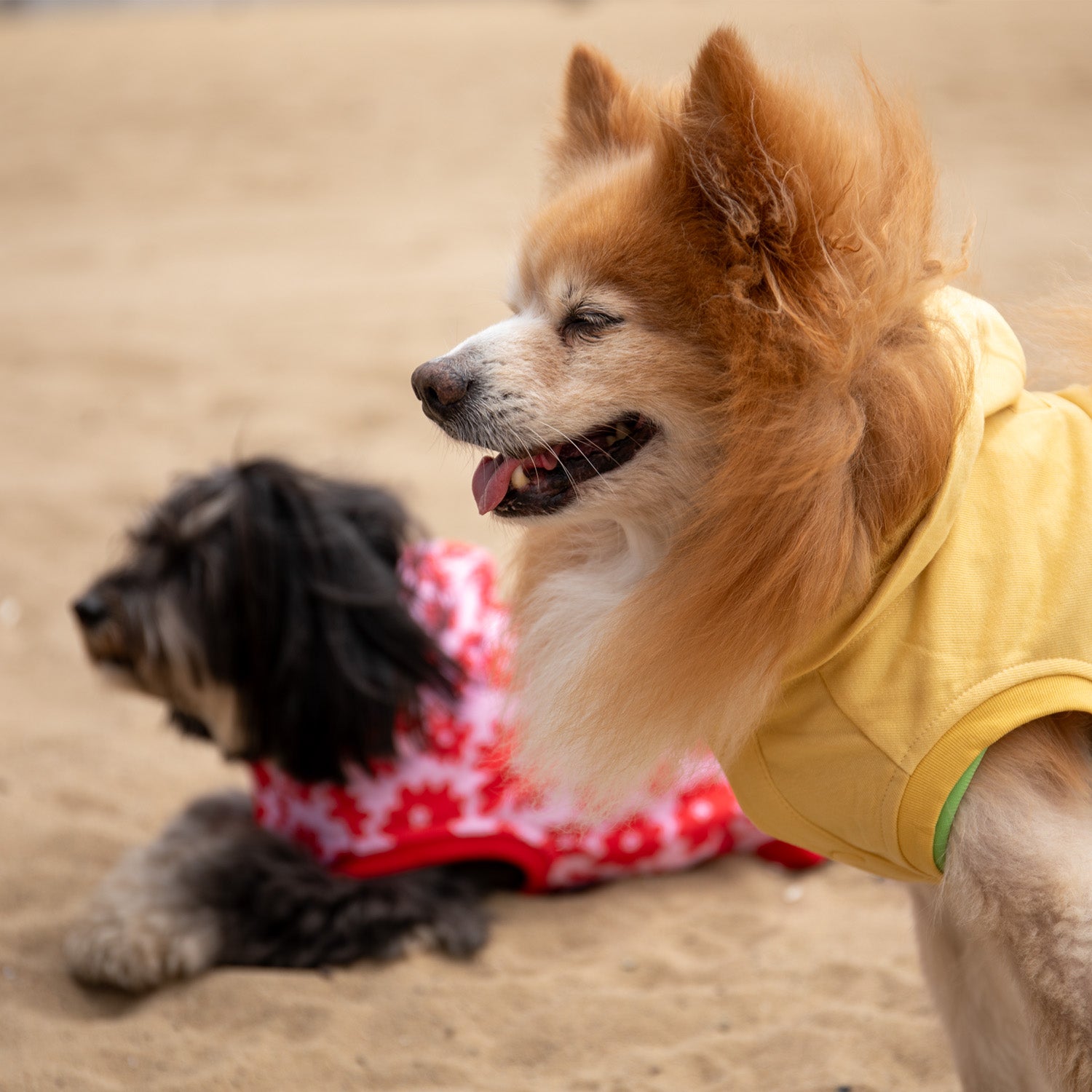 Florence Button-up Hoodie