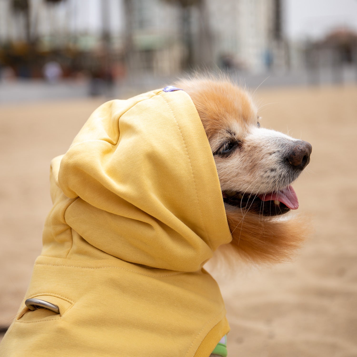 Florence Button-up Hoodie