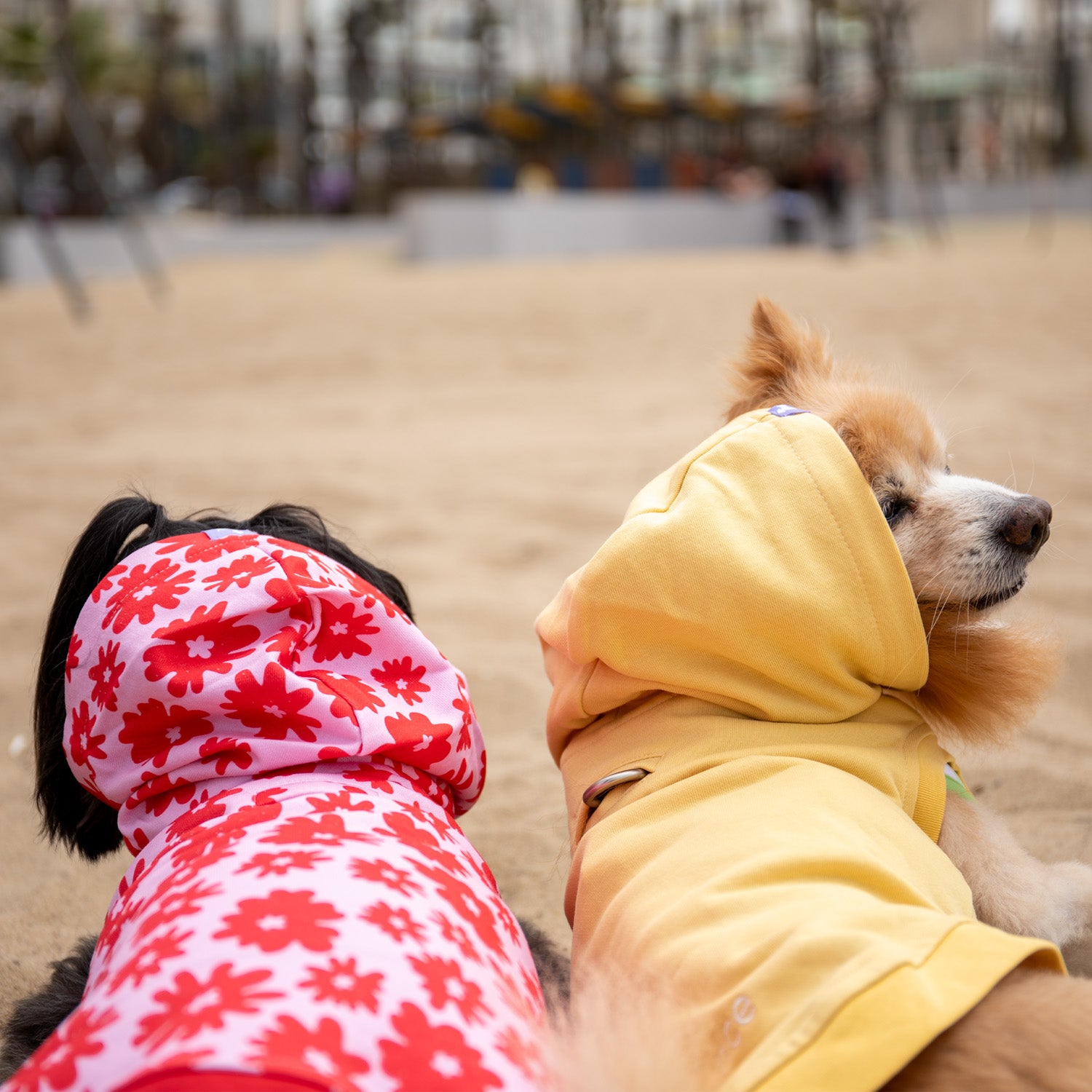 Florence Button-up Hoodie