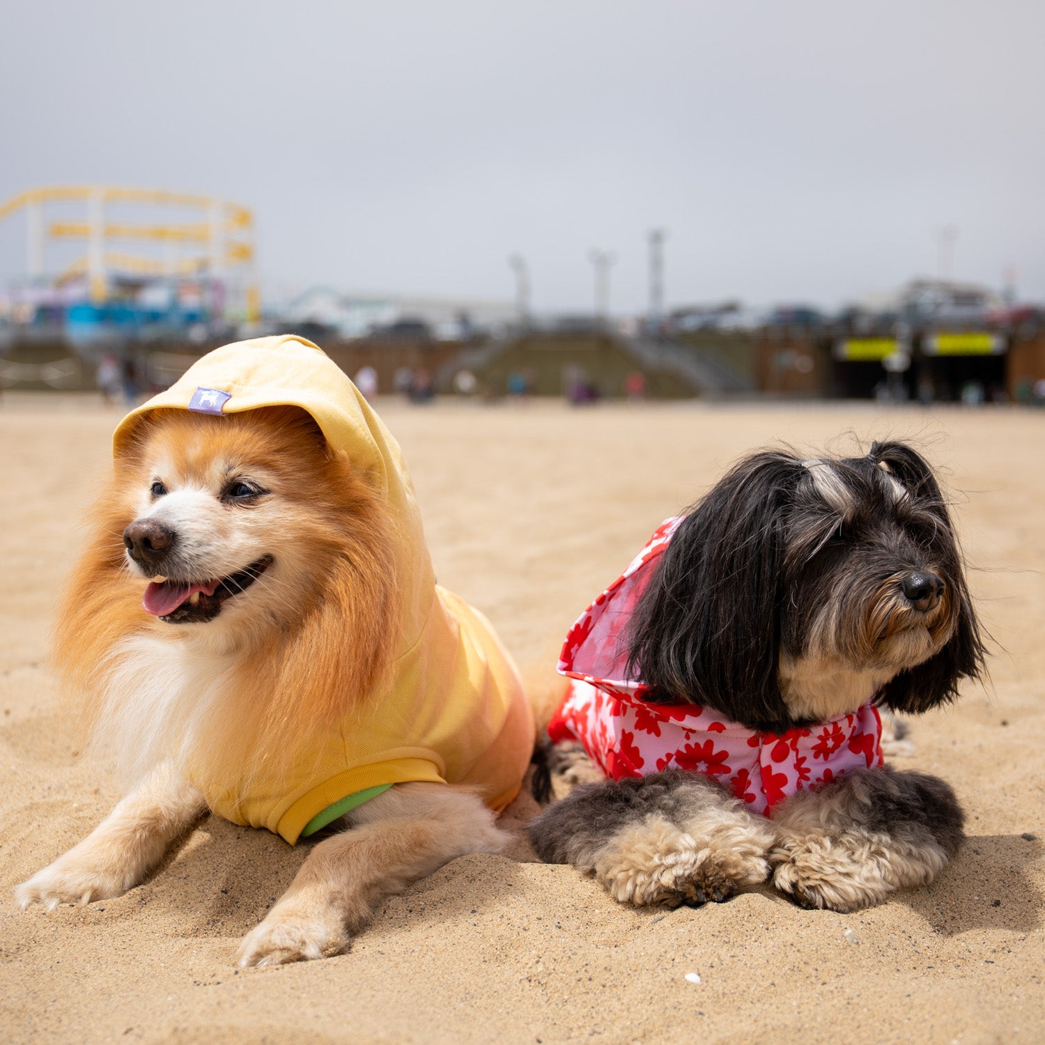 Florence Button-up Hoodie