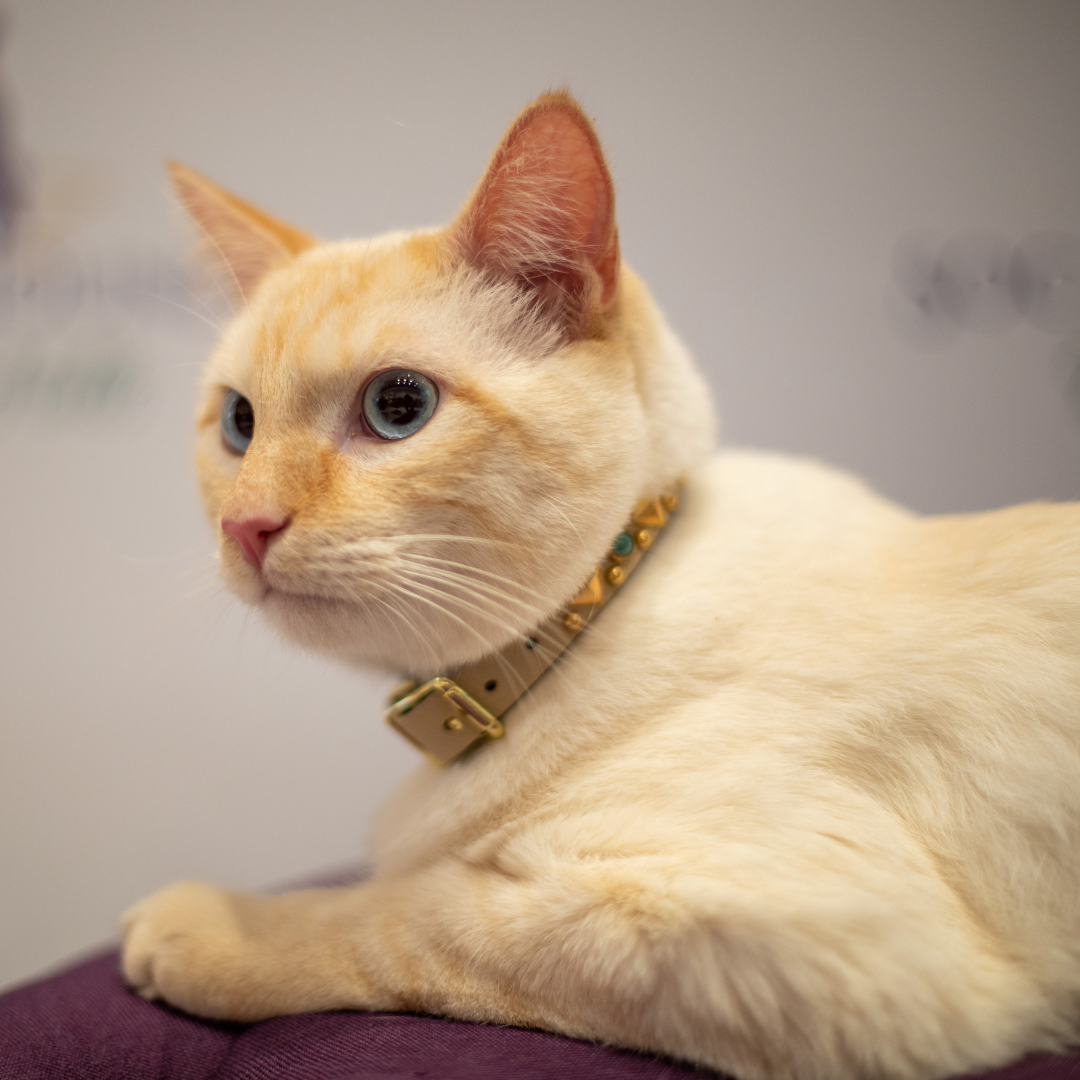 The Sphinx Collar