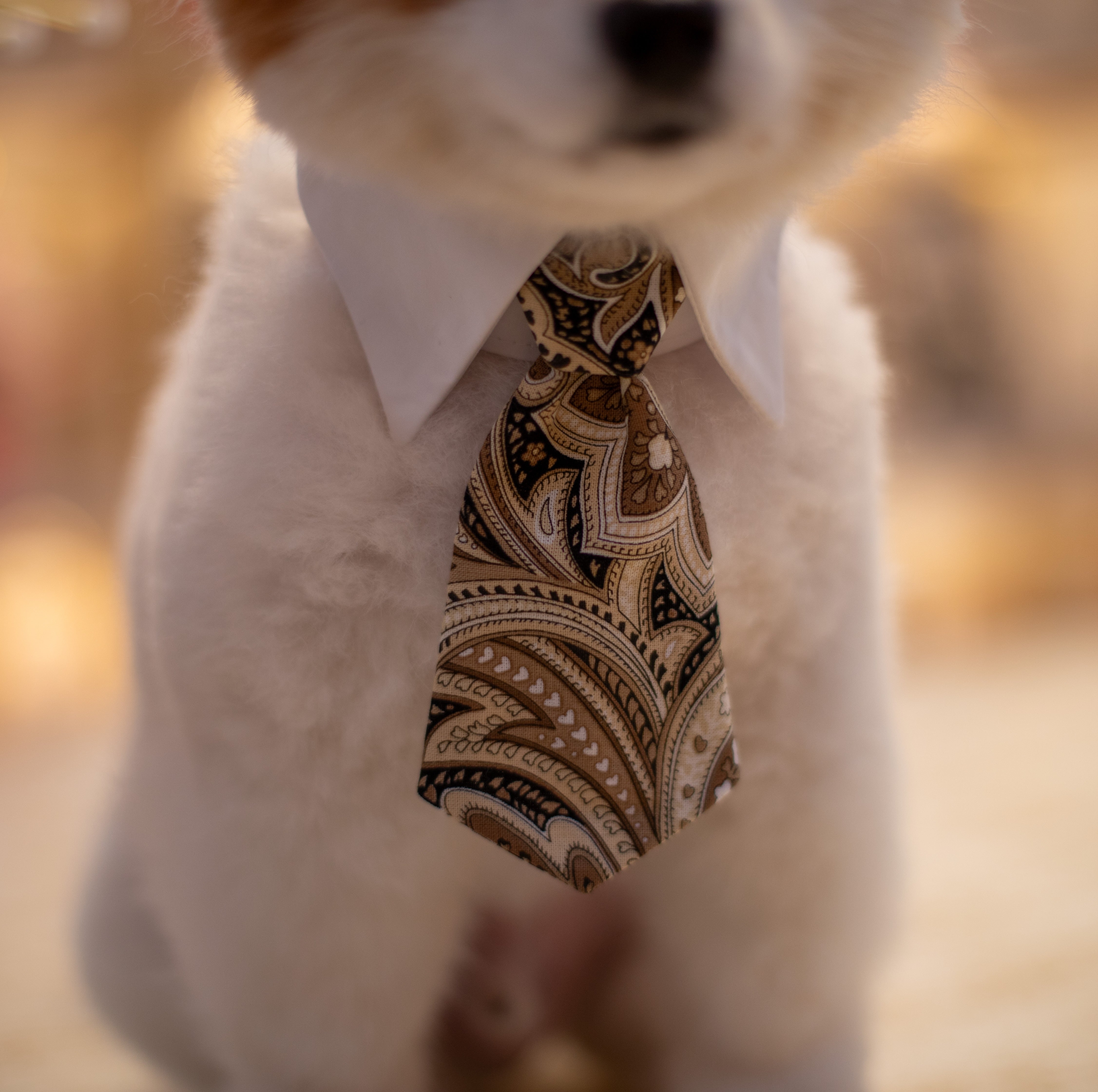 Paisley Tie