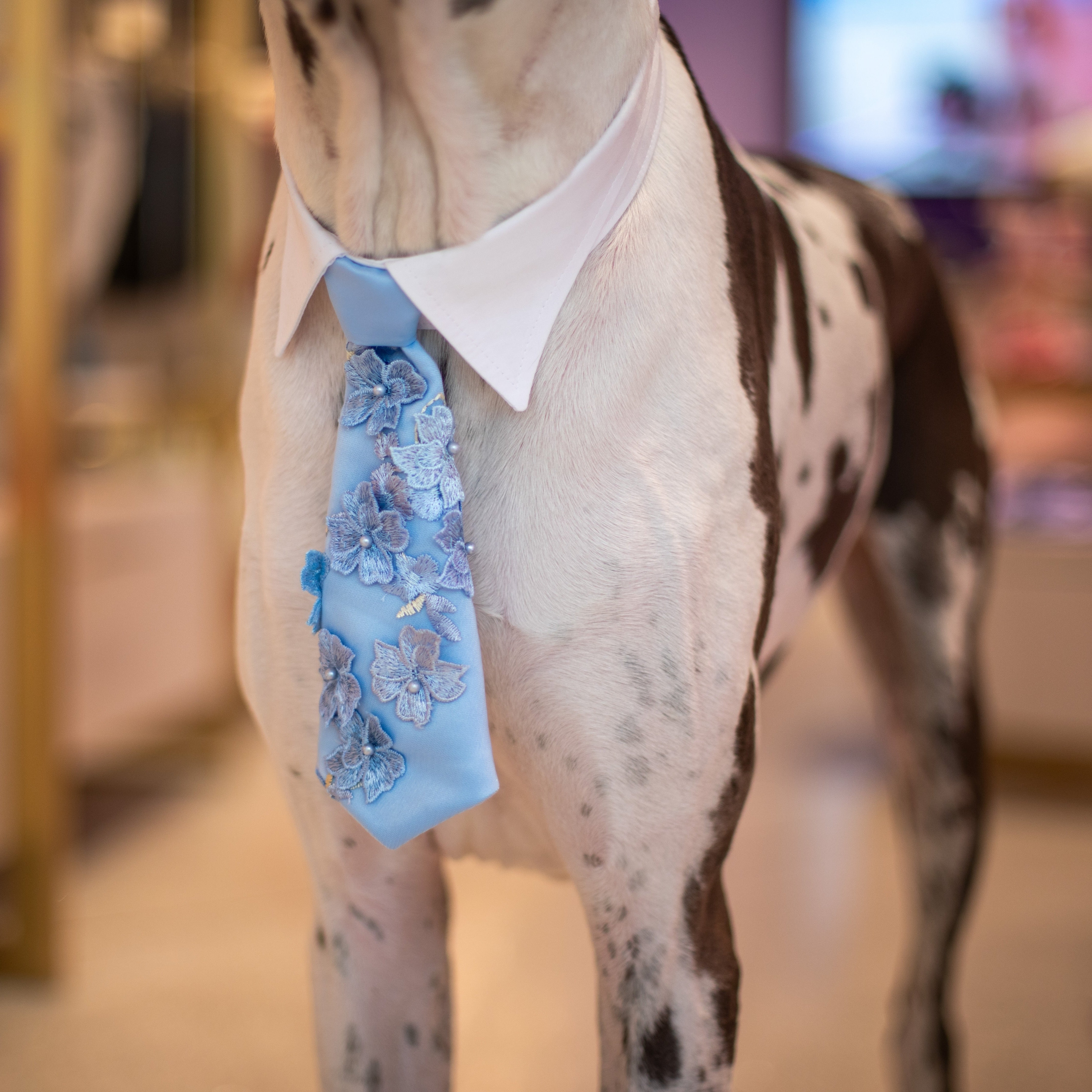 Dog wearing a light blue floral tie and white shirt in an indoor setting