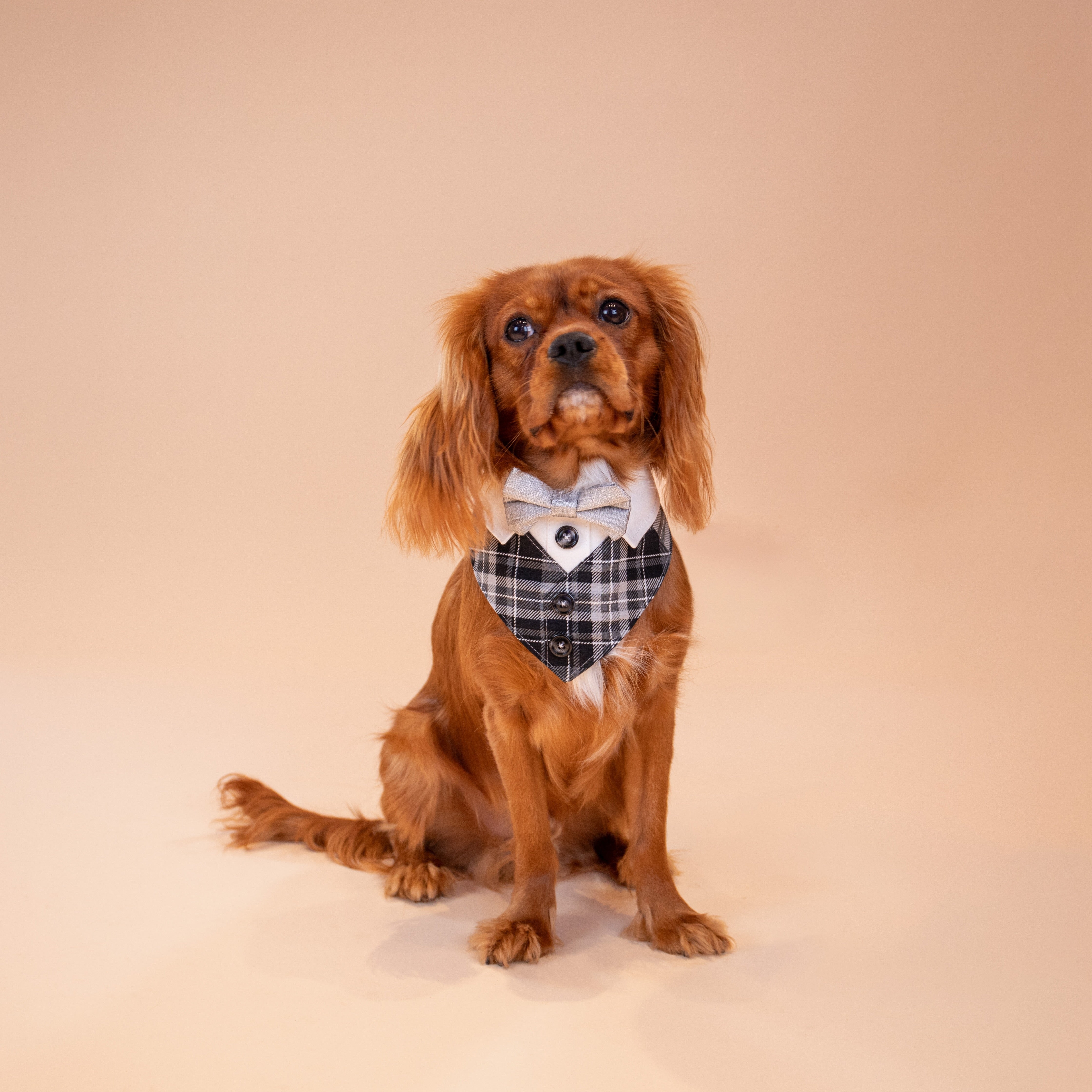 Silver Fox Tux Bandana