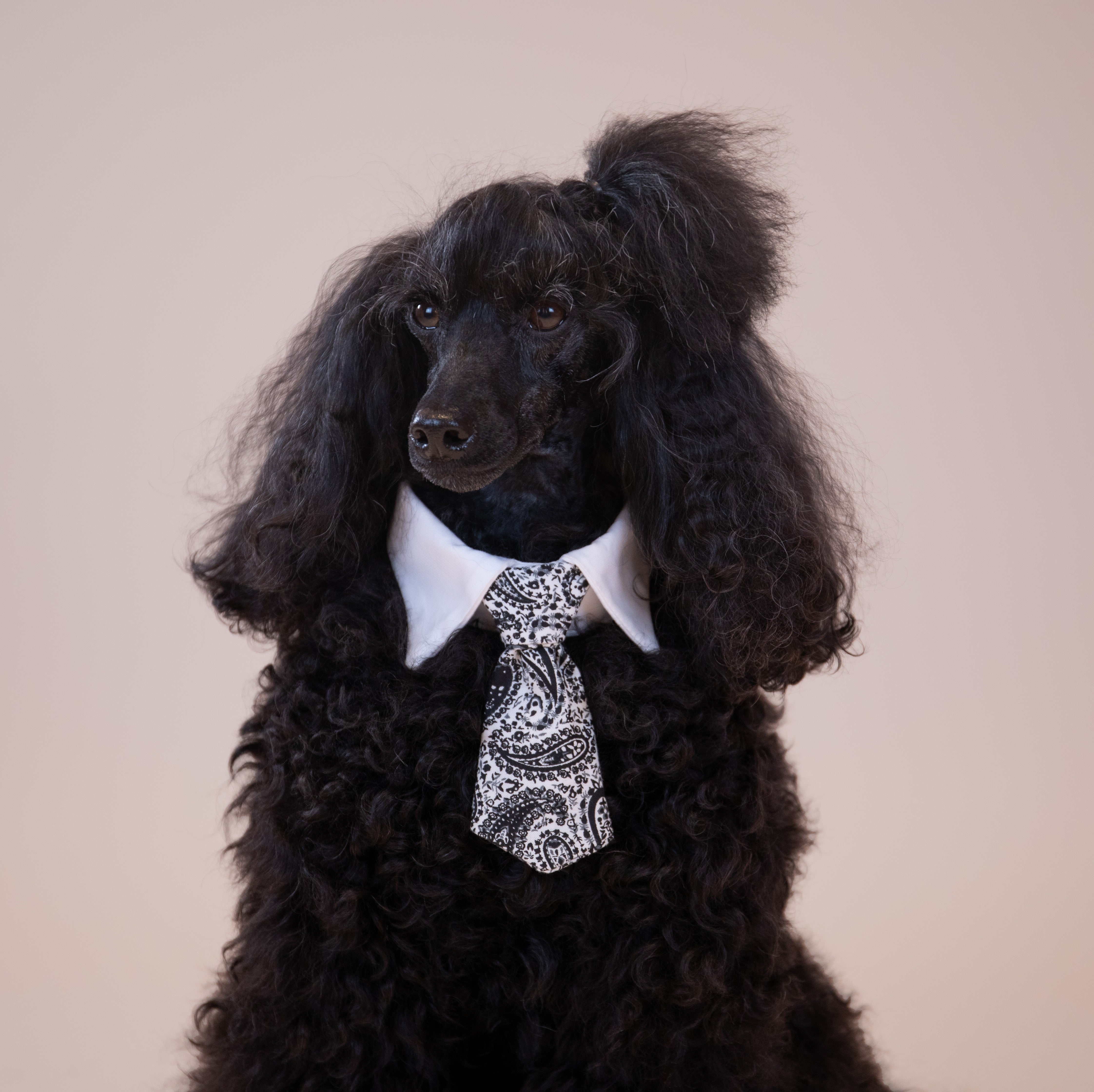 Paisley Tie
