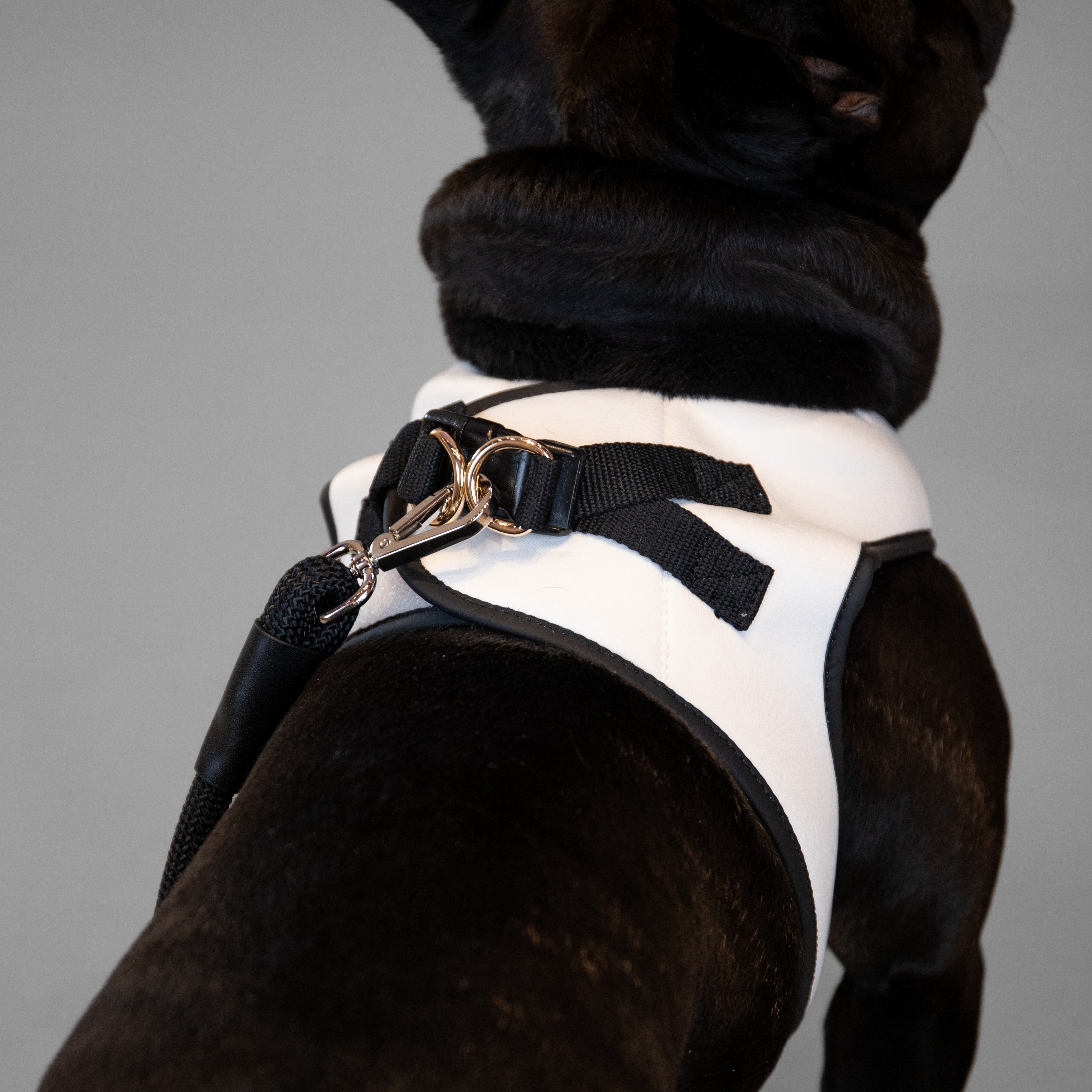 Doggie Republic Classic Harness